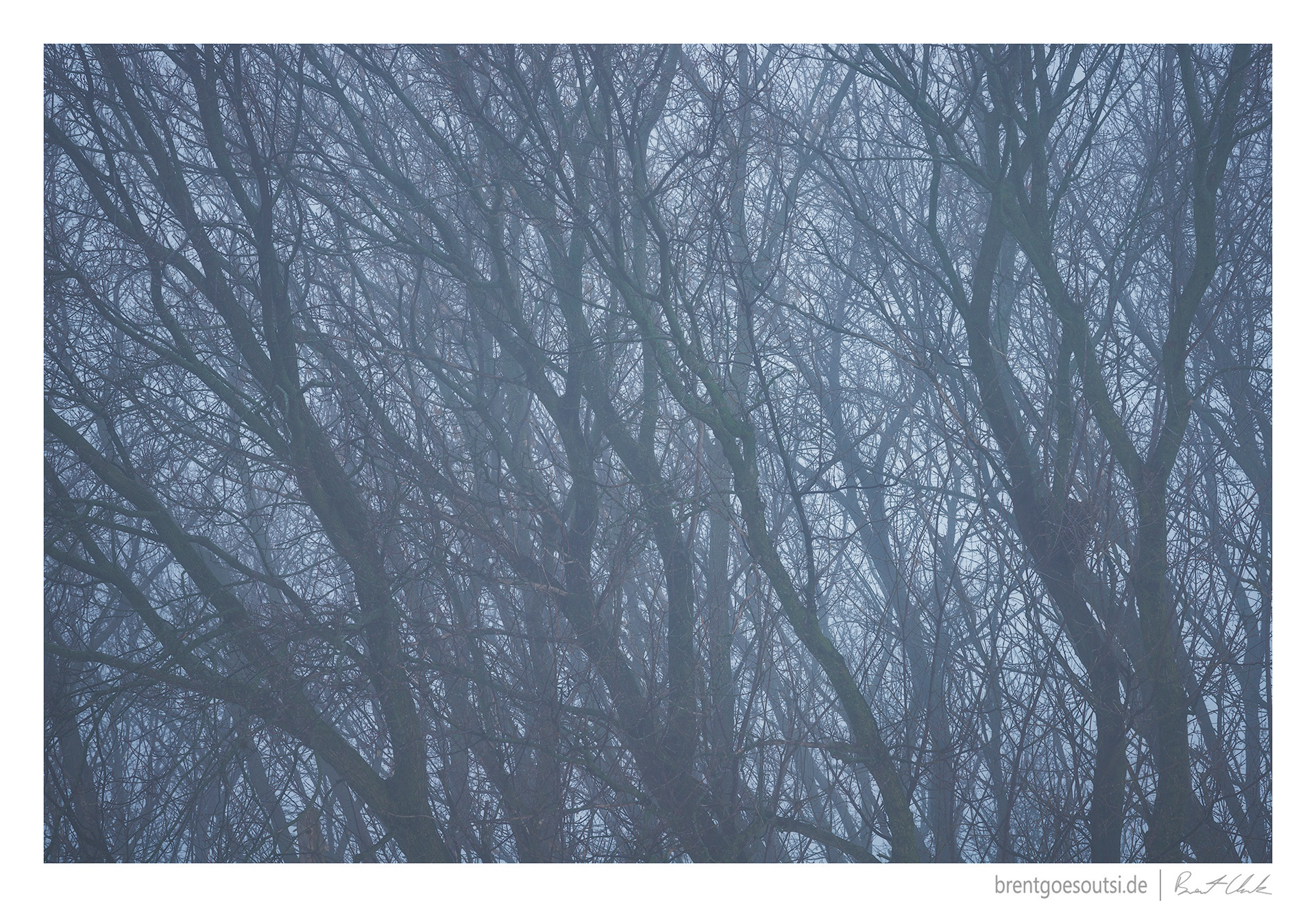 Dark Thicket