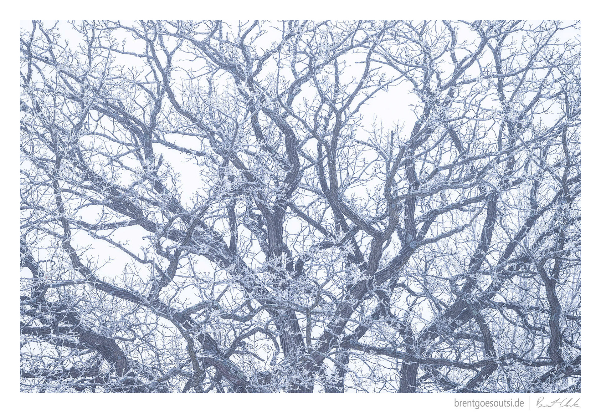 Mighty Oak