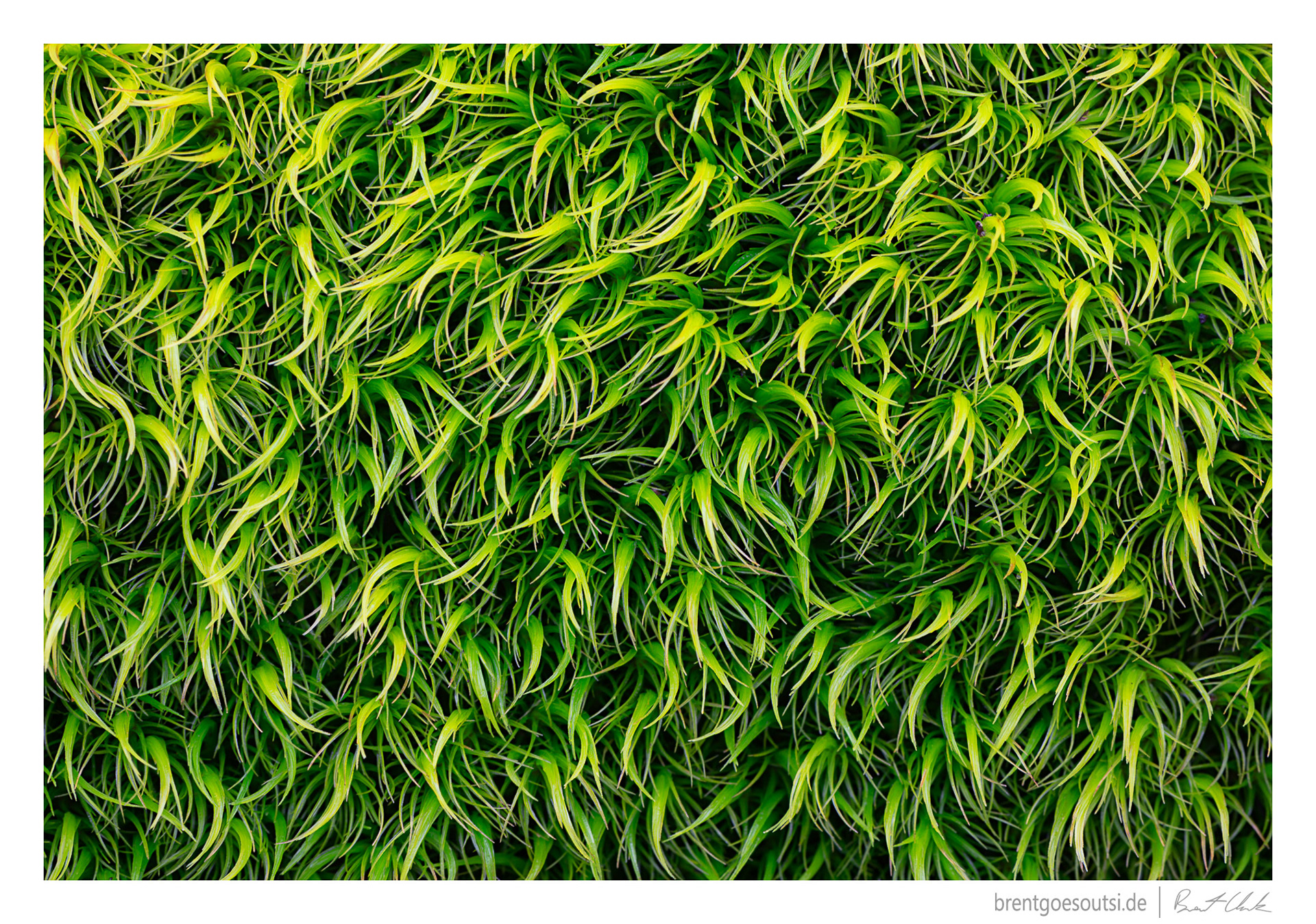 Shag Carpet