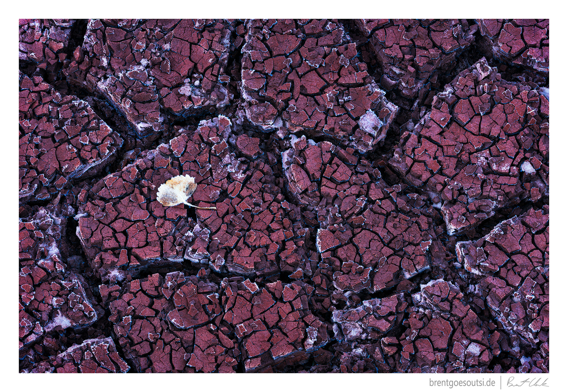 Diced and Frozen