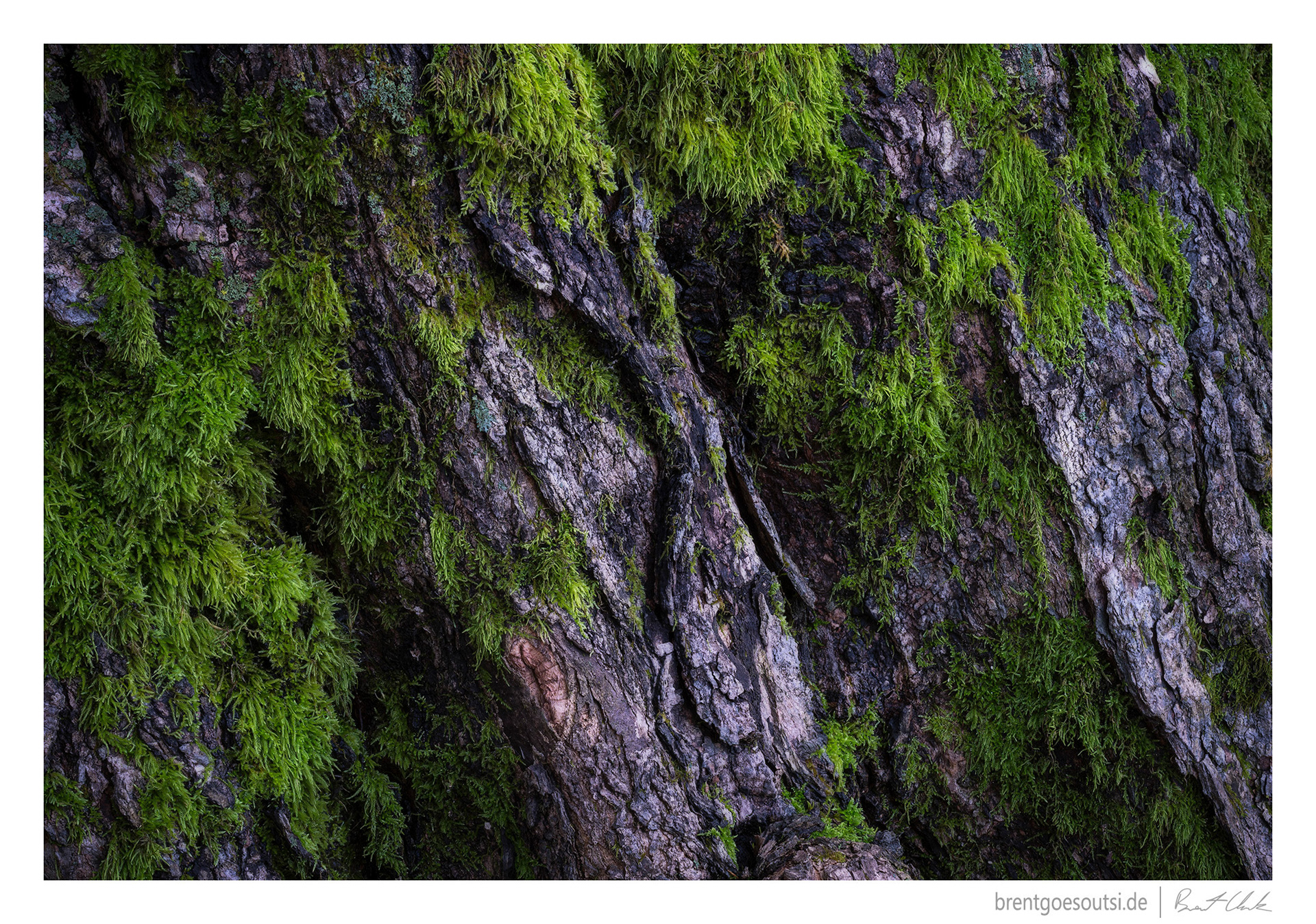 Grows on Trees
