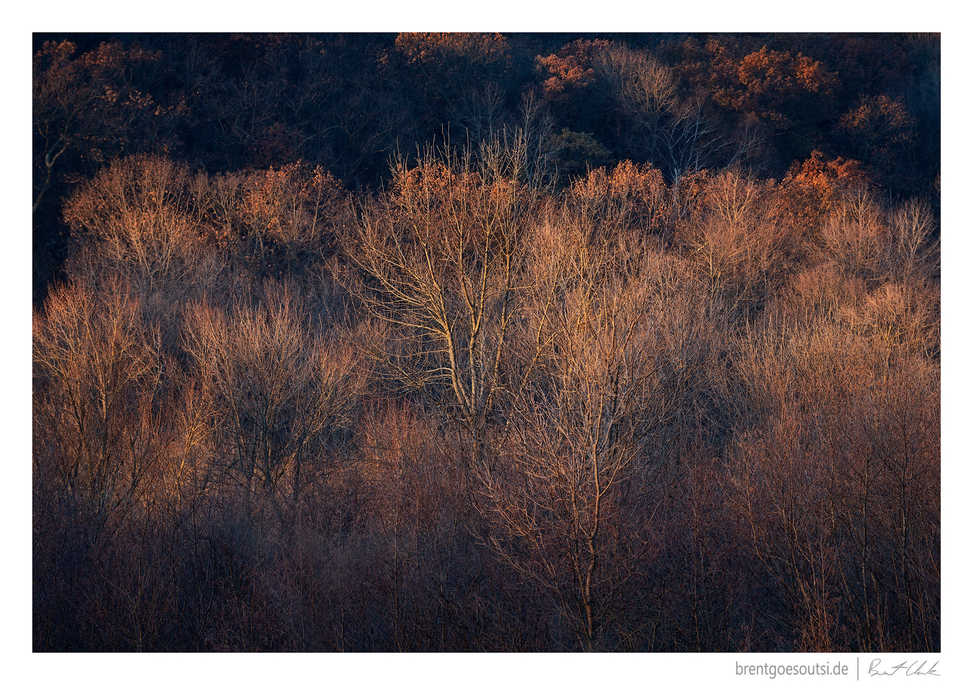 Warm Light, Cold Trees