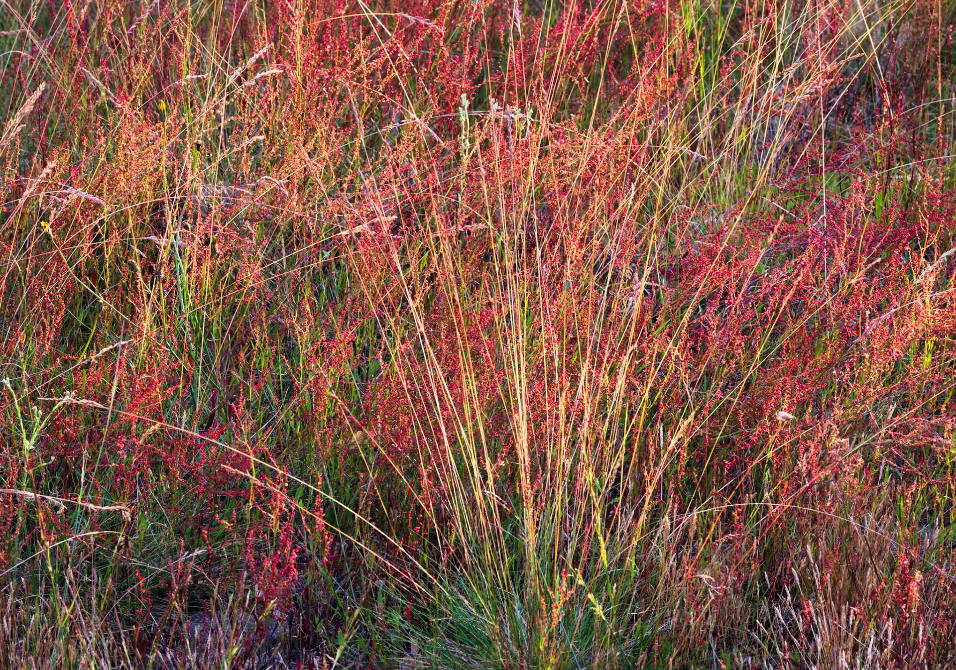 Colorful Grass
