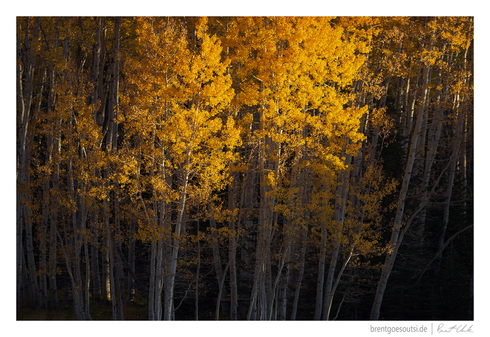 Illuminated Aspens