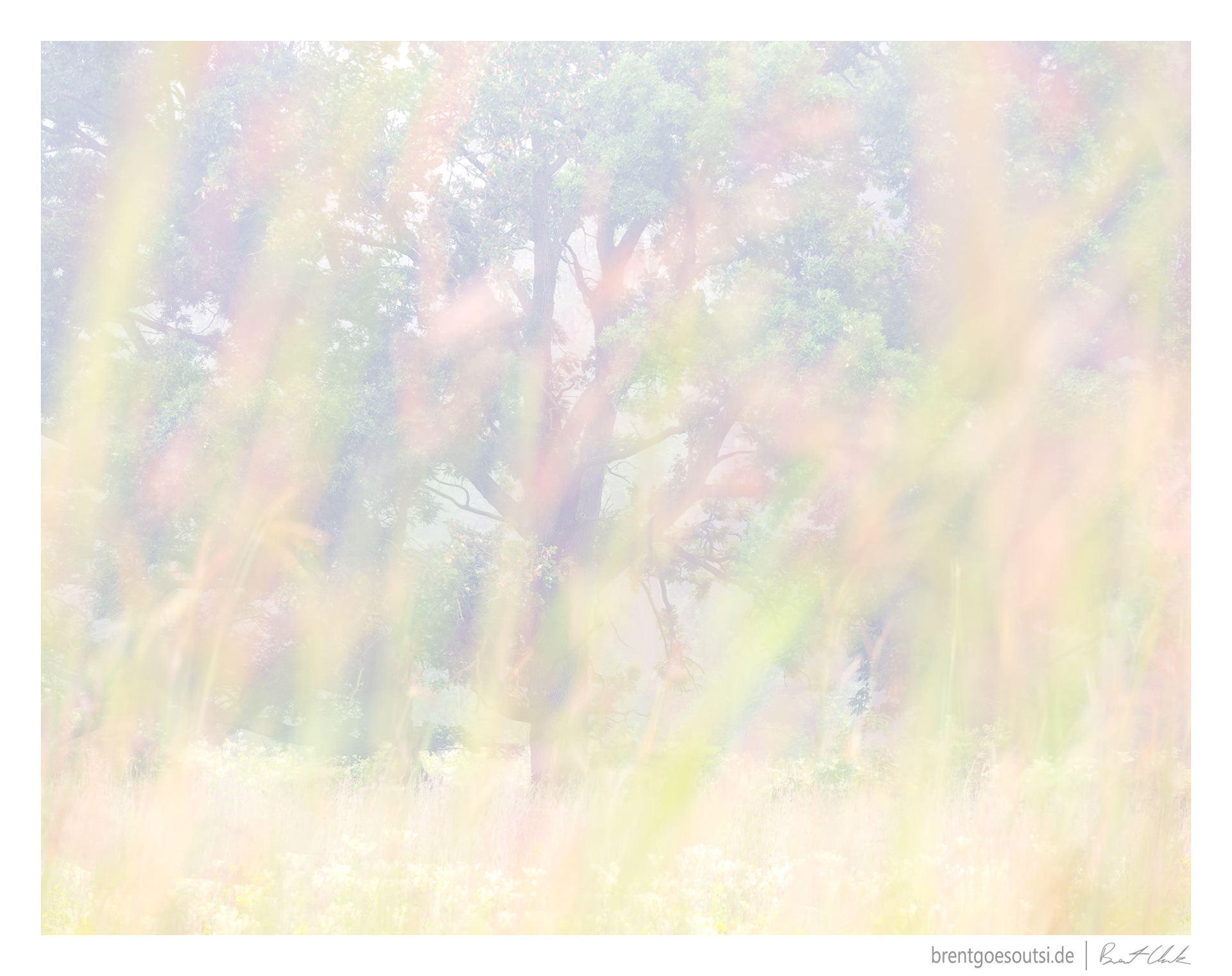 Dreaming of Oaks