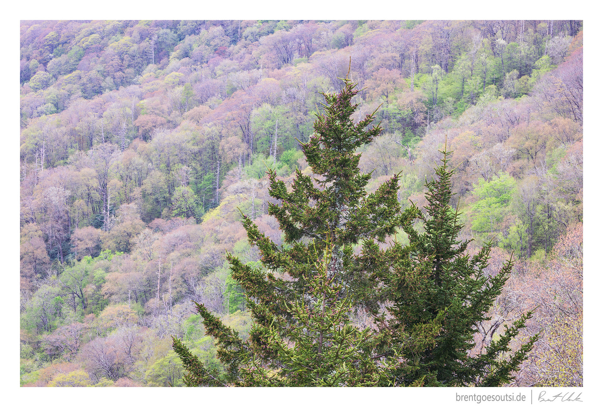 Evergreens and Sometimesgreens