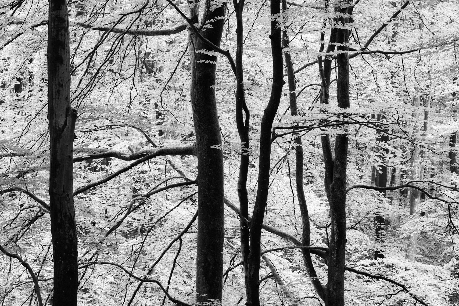 BW Backlit Trees