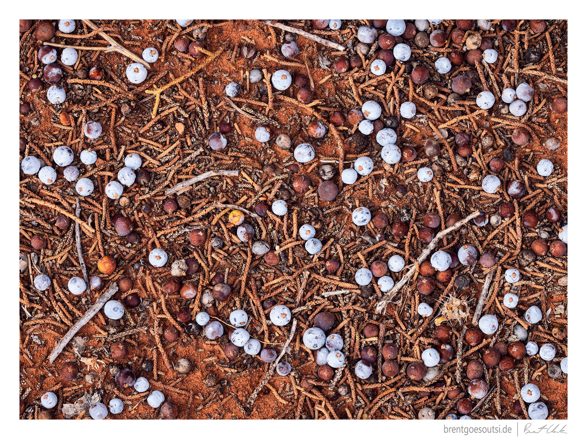 Twigs and Berries