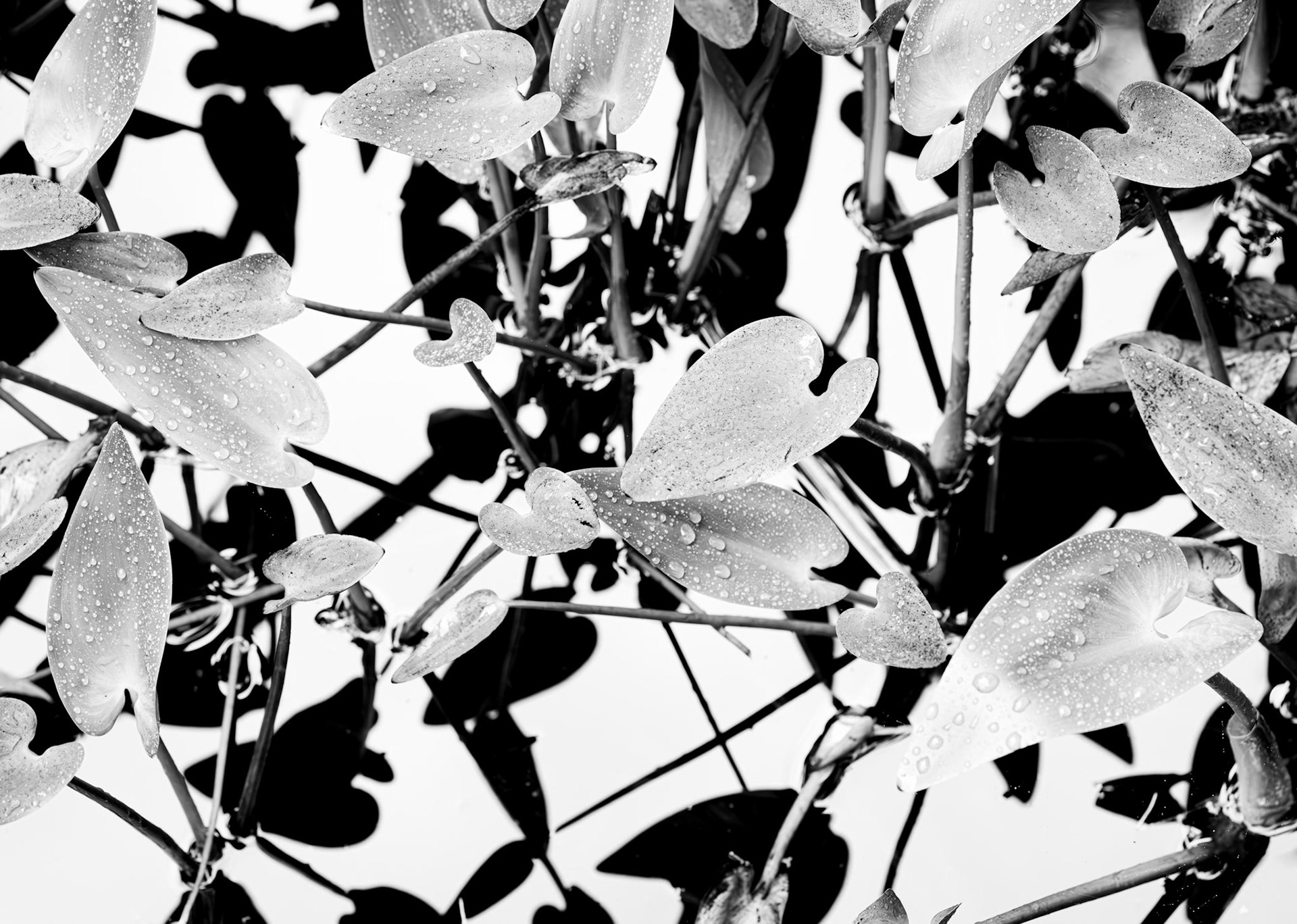 BW Disorienting Plants