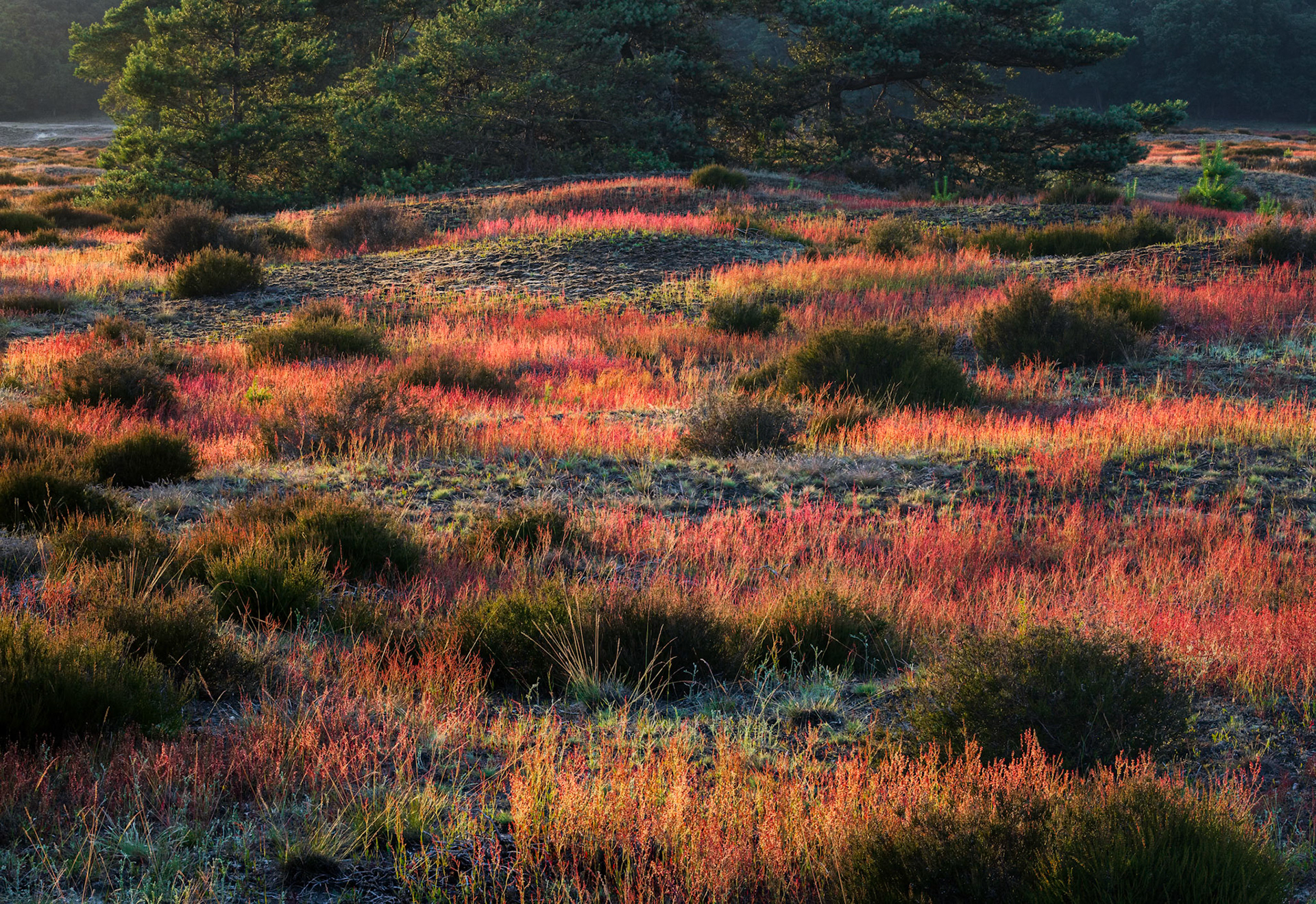 Illuminated Grass