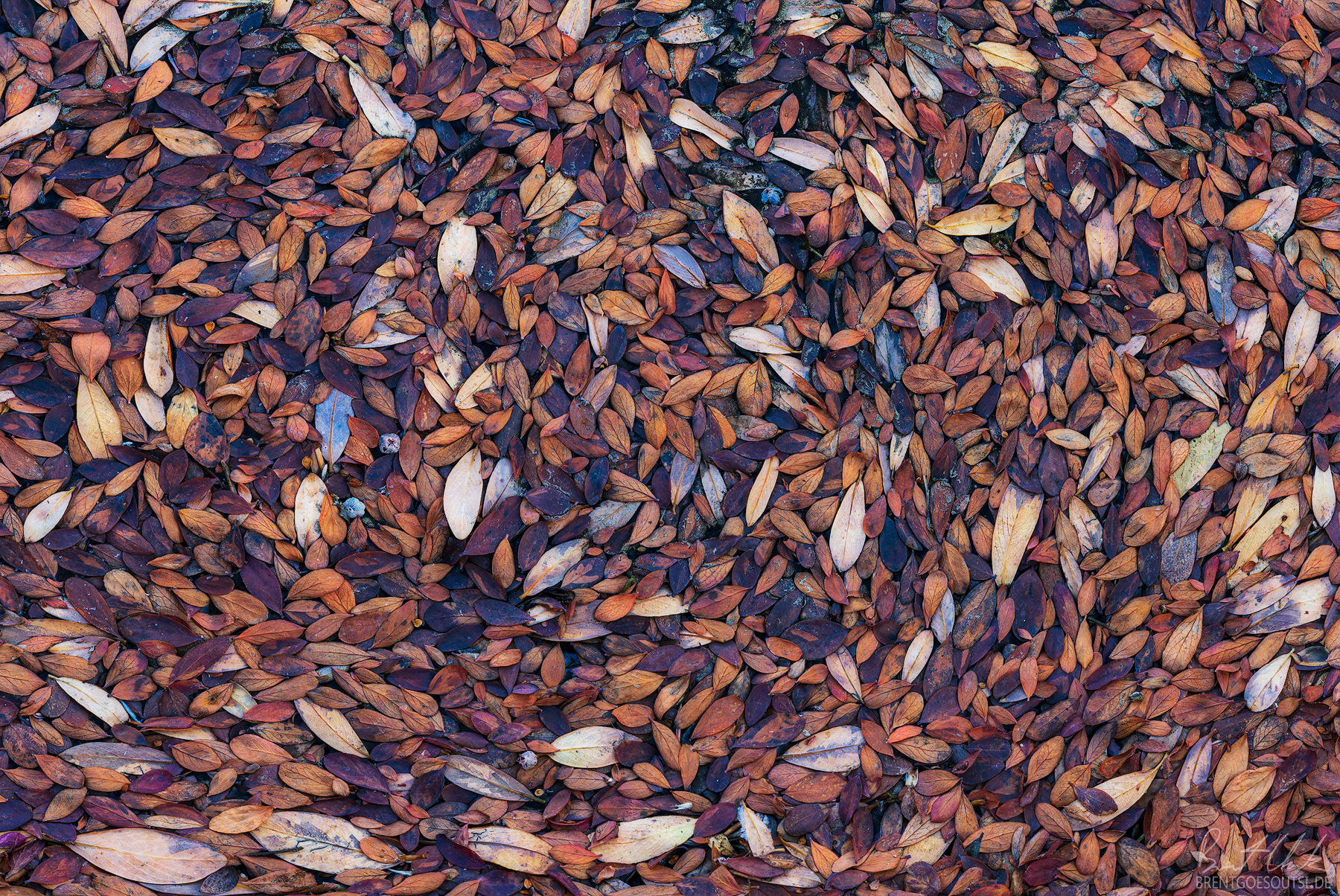 Little Mosaic