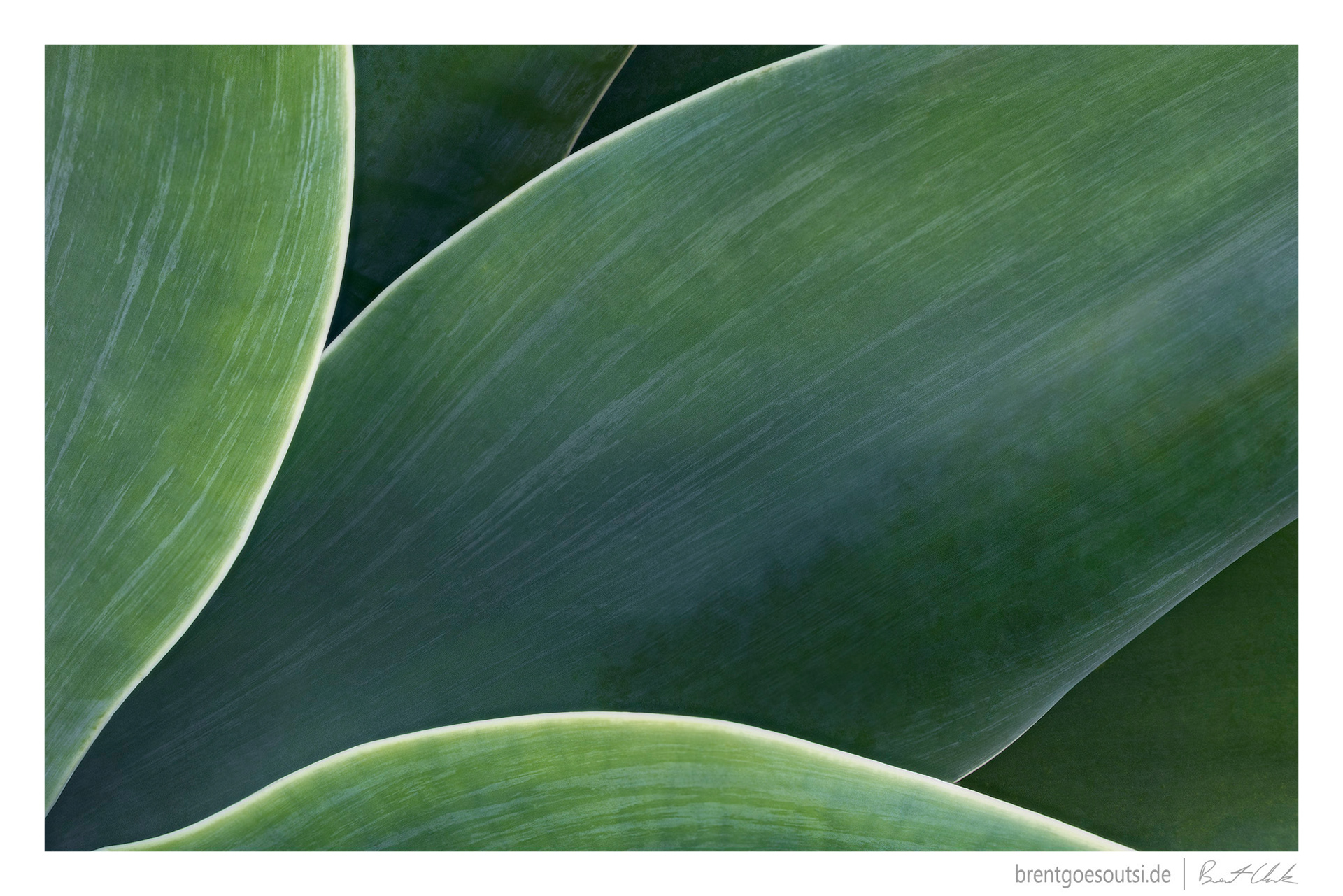 Sleek Leaf