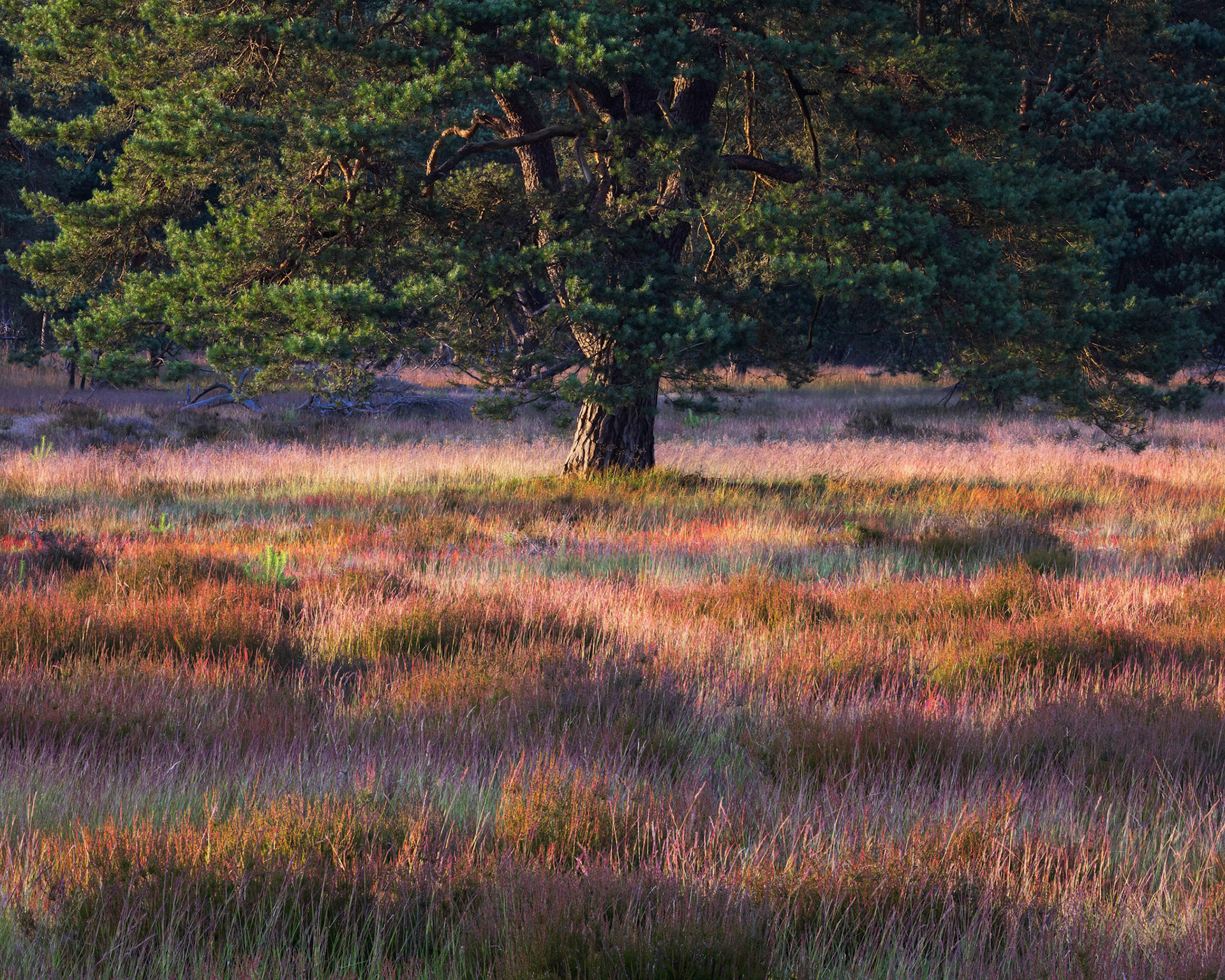 Colorful Grass and Tree