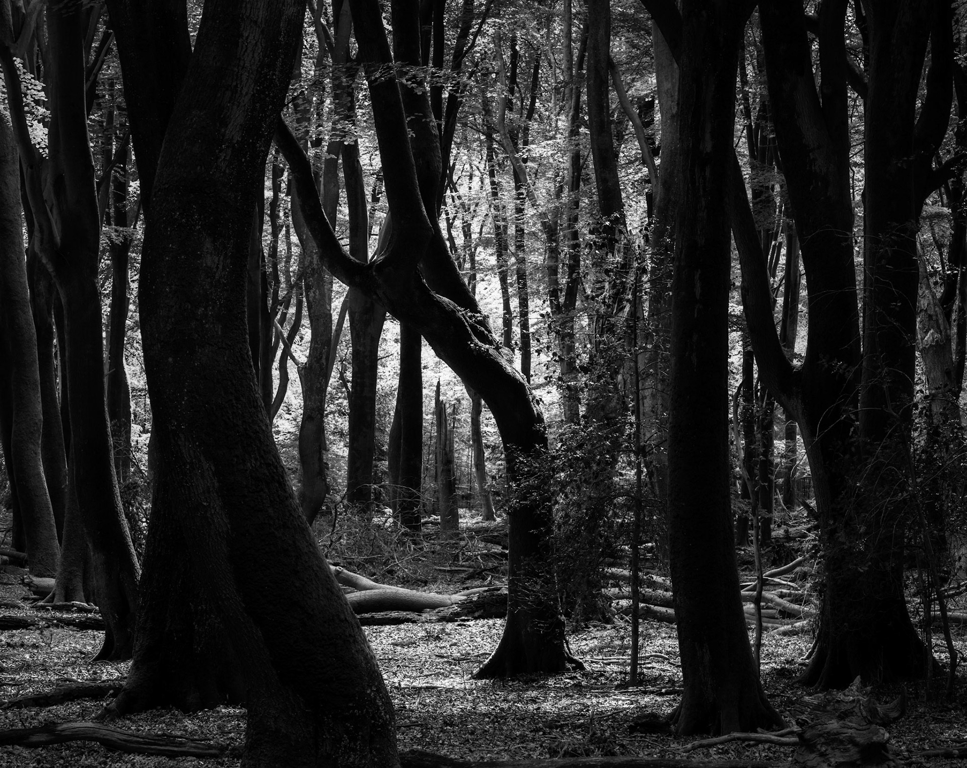 BW Curvy Trees