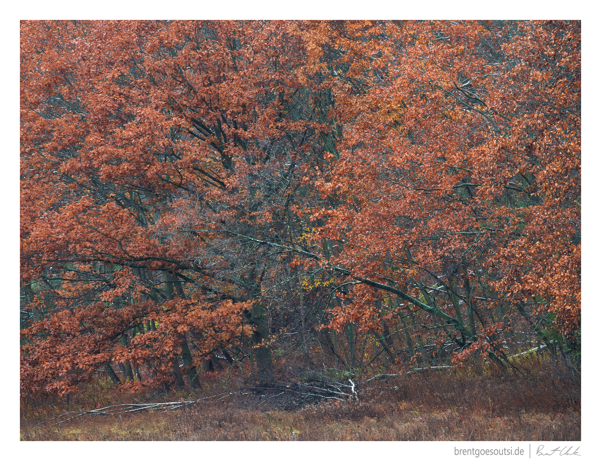 Orange Wall