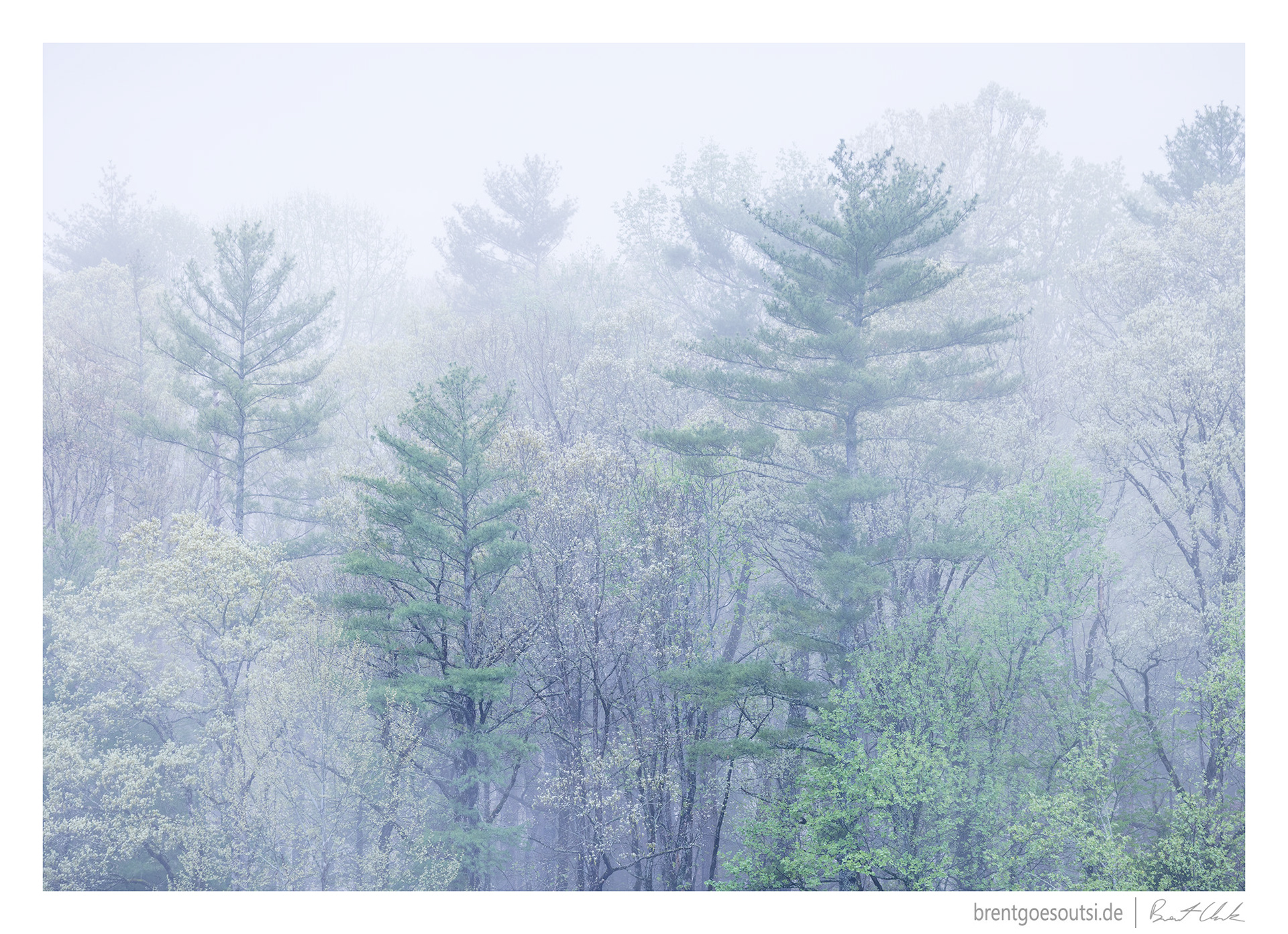 Smoke Trees Everyday