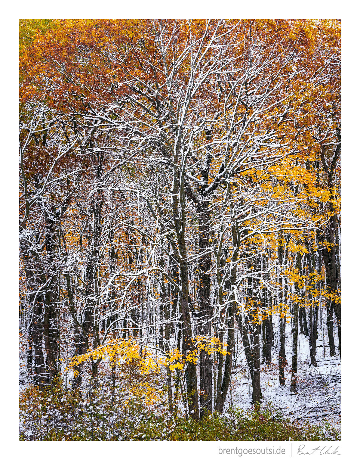 Dance of Seasons
