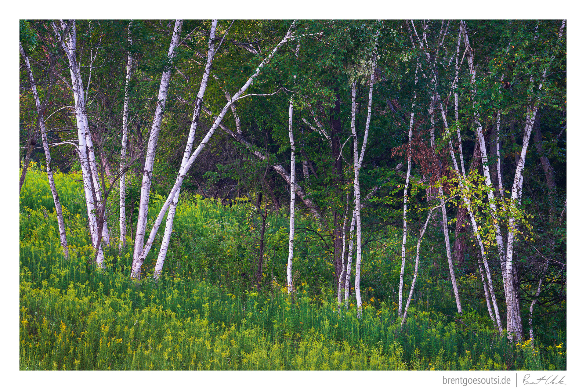 Skinny Birches
