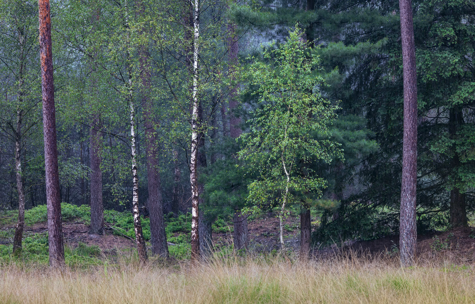 Rain Grass and Trees