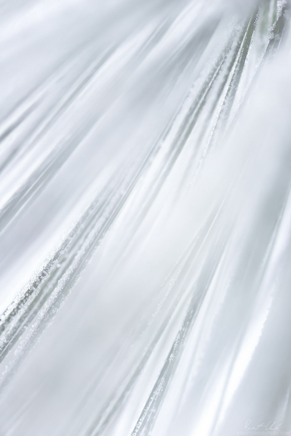 Needle Macro 1