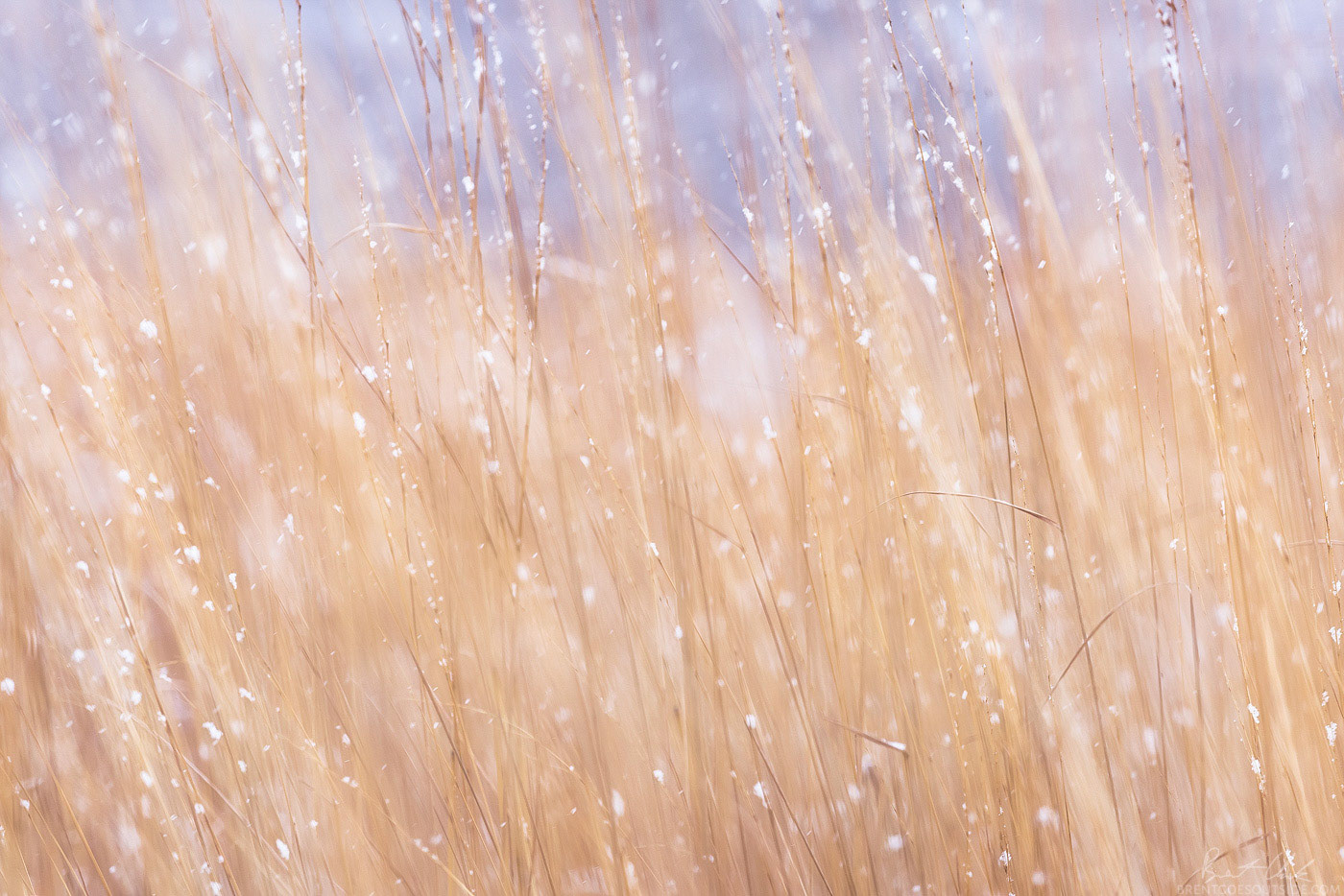 Snow-Kissed