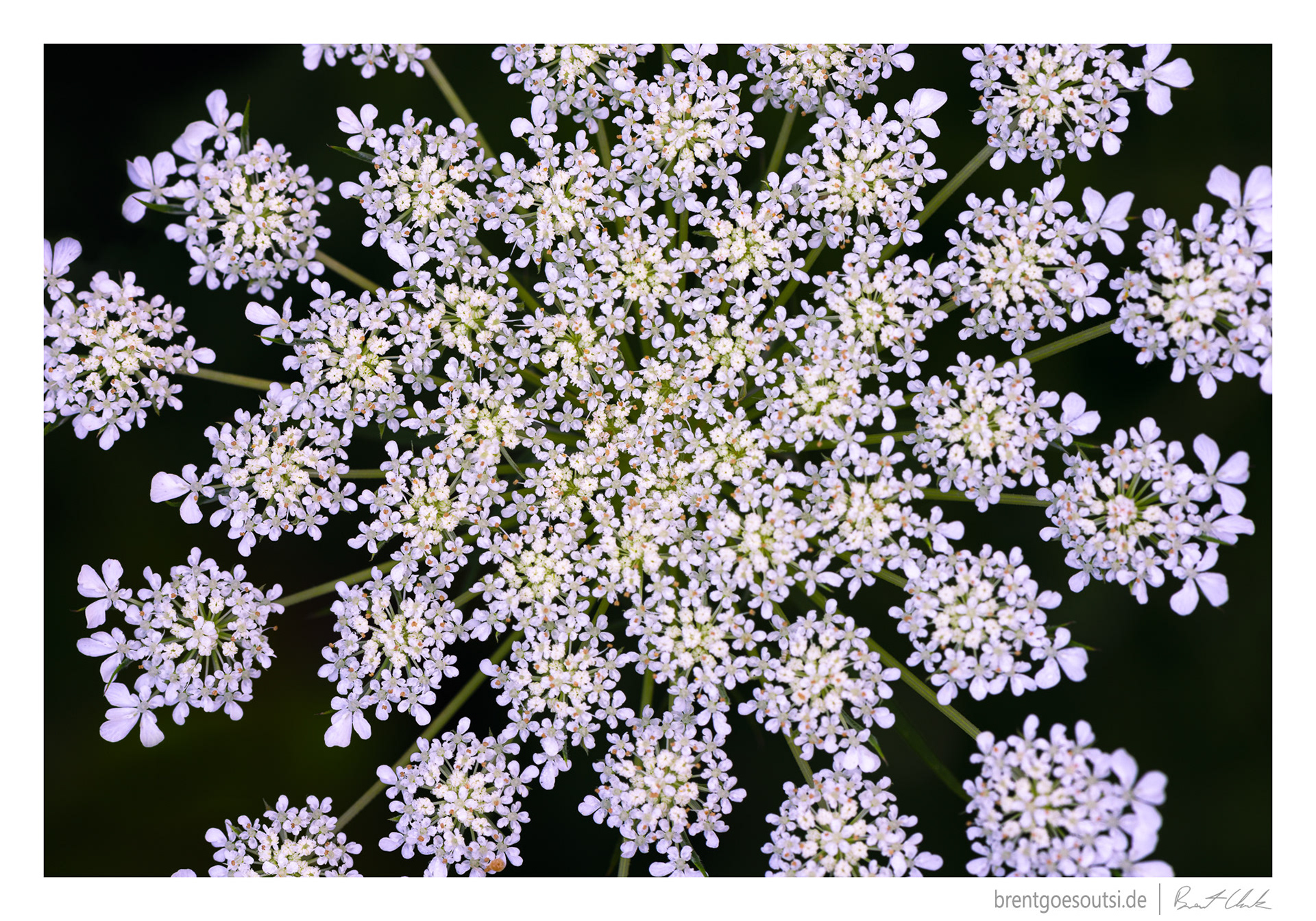 Lace Invaders
