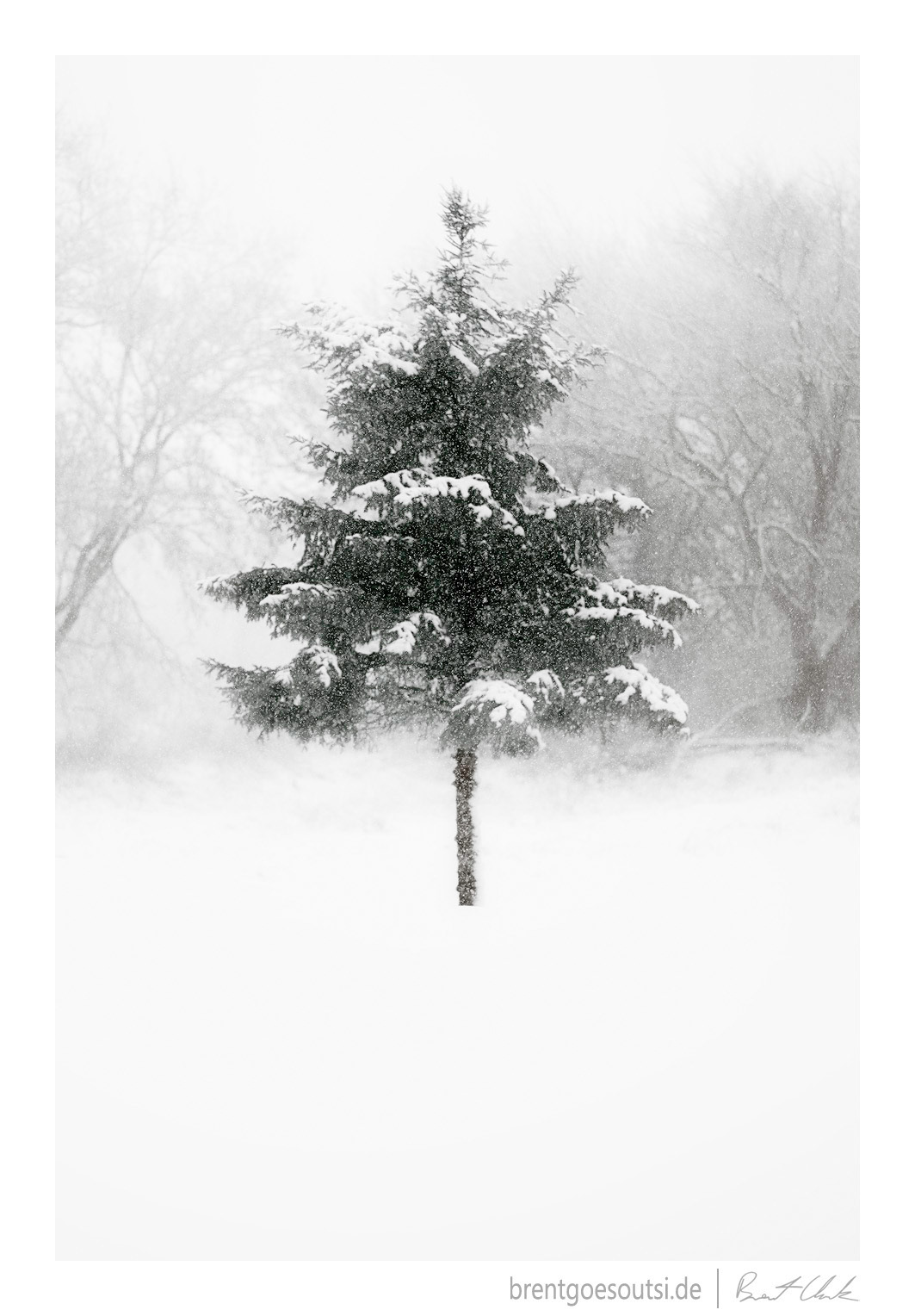 Tree in Blizzard