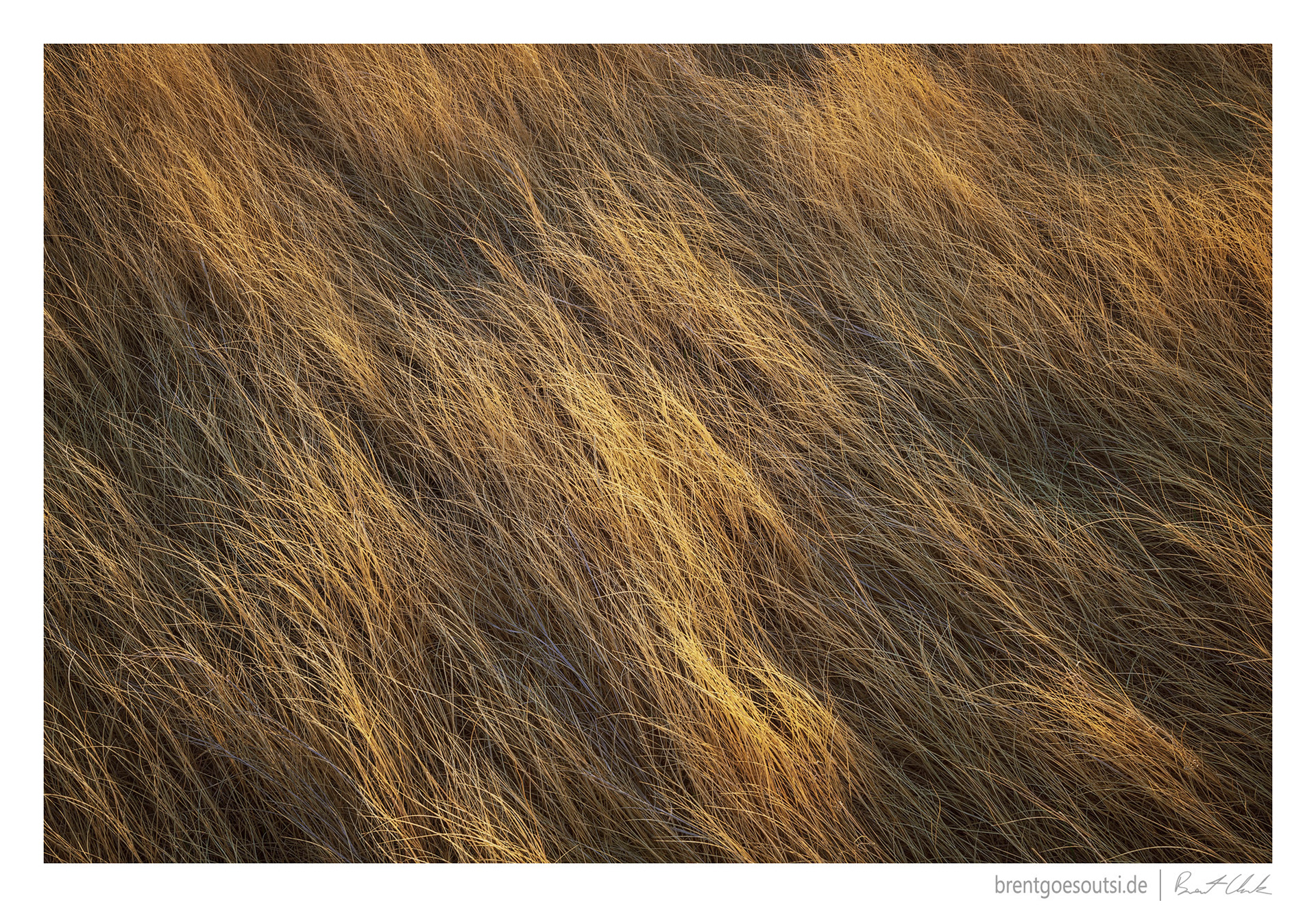 Gold Threads