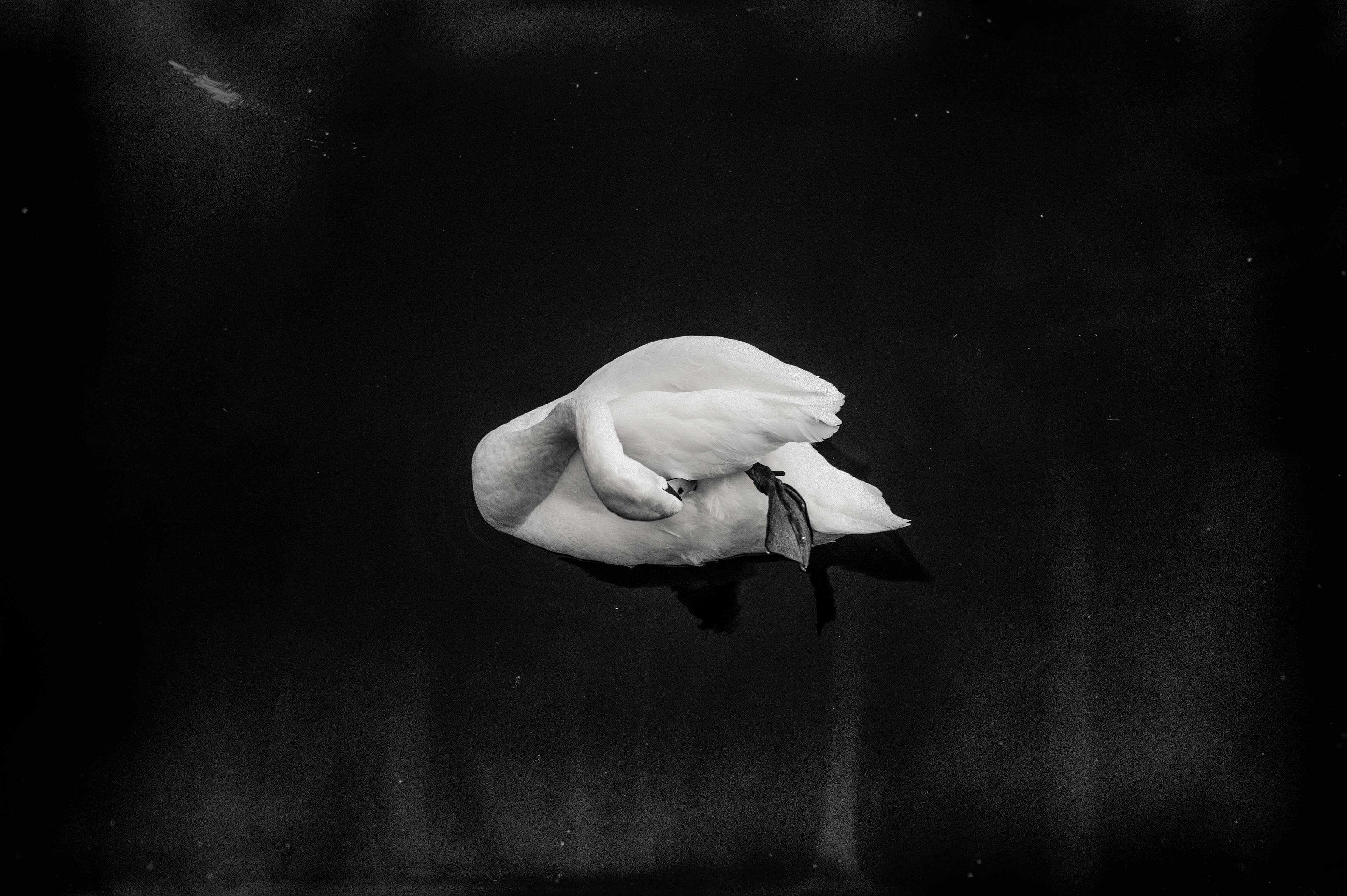 Cygne - STOCKHOLM CENTRE