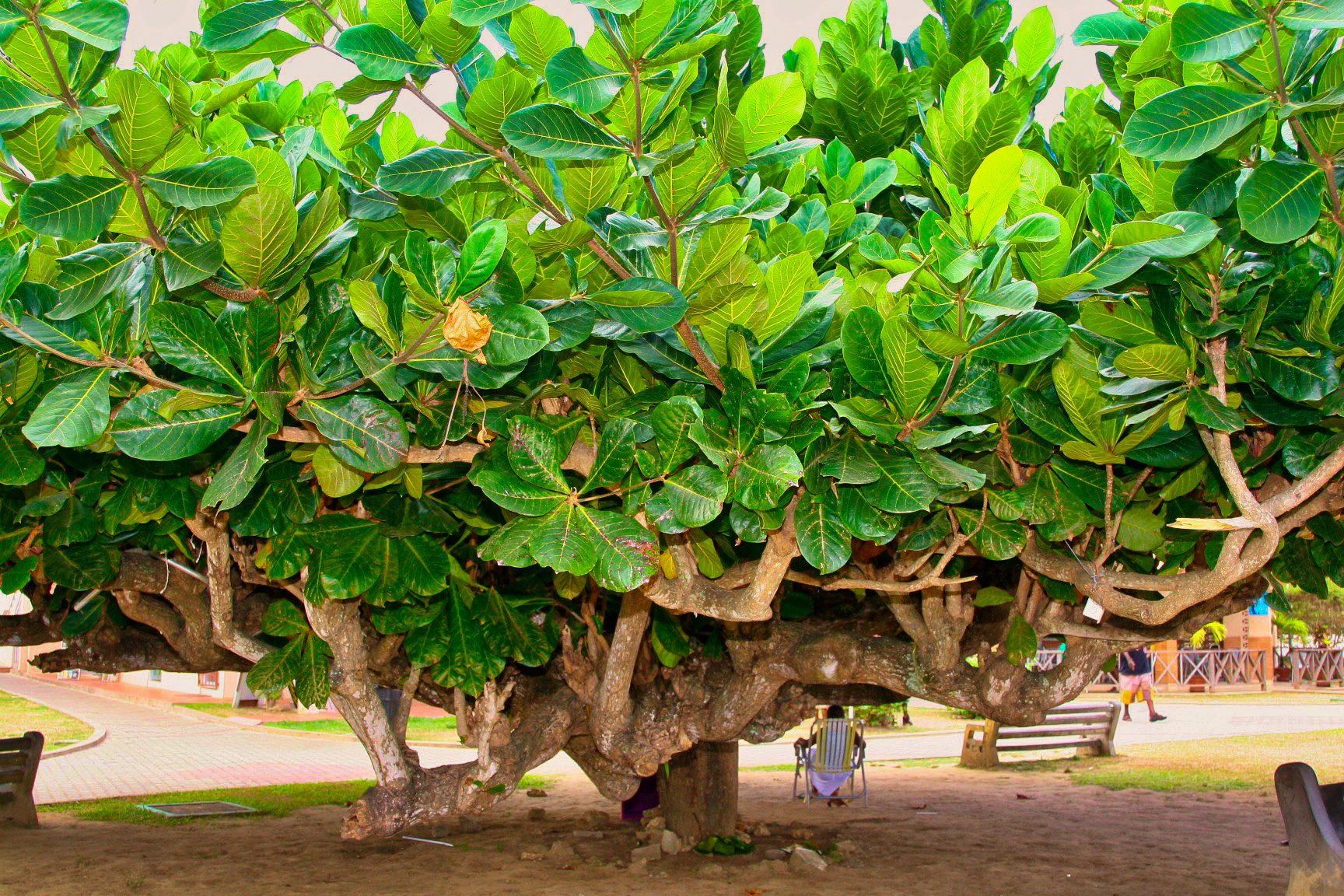 Trinidad