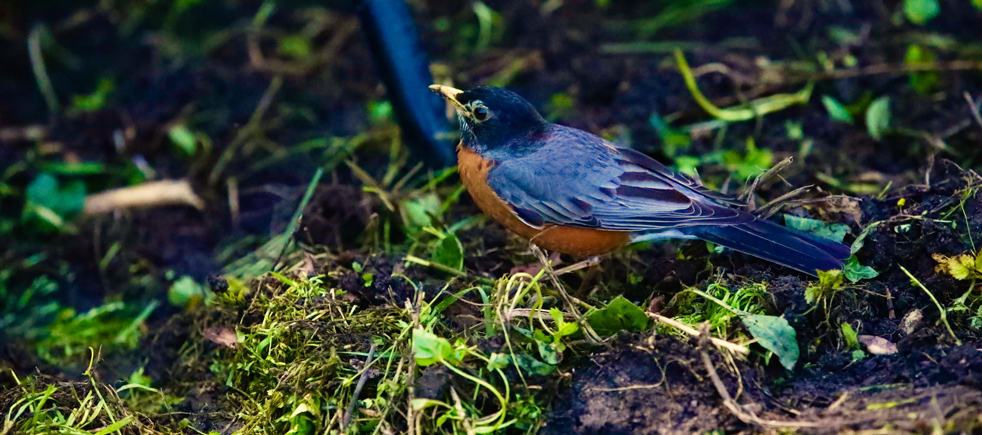 My Garden Friend