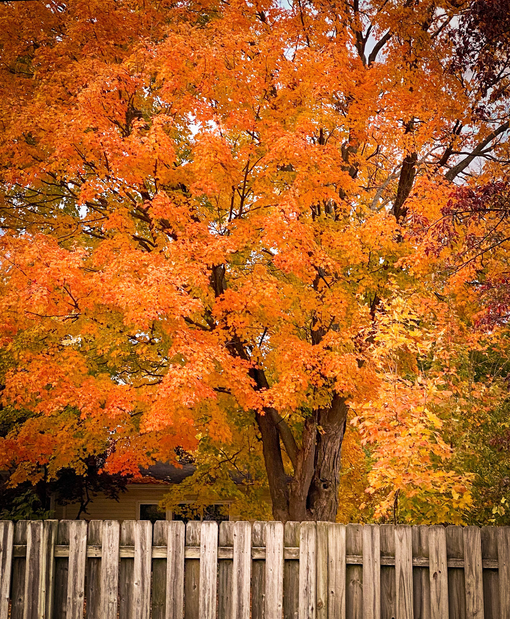 Neighbor's  Tree In Fall Splendor