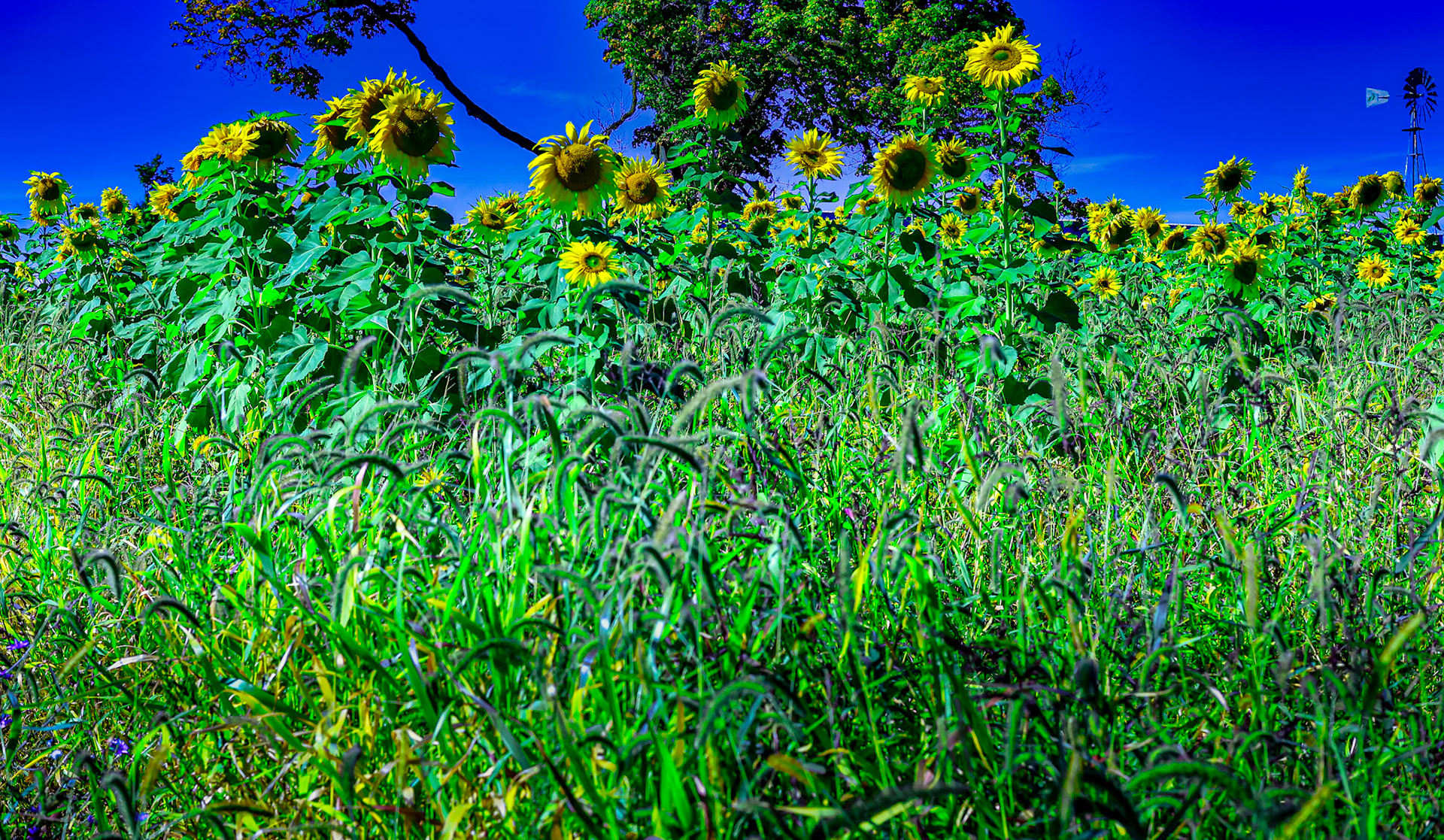 Sun Flower Garden, Lansing, MI