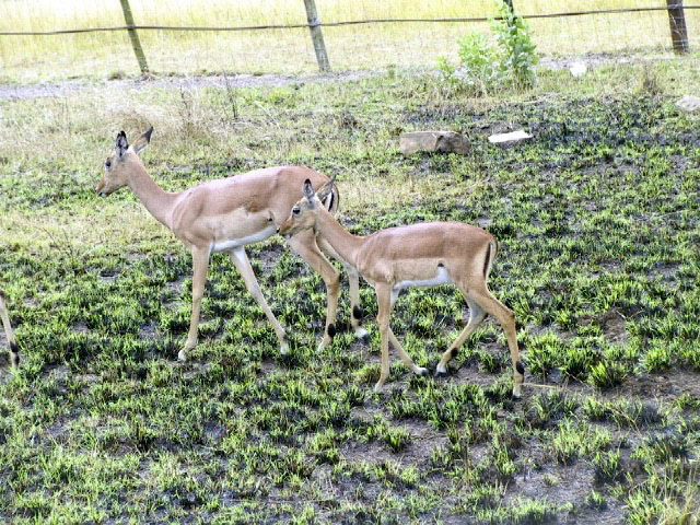 IMG_0066.JPG