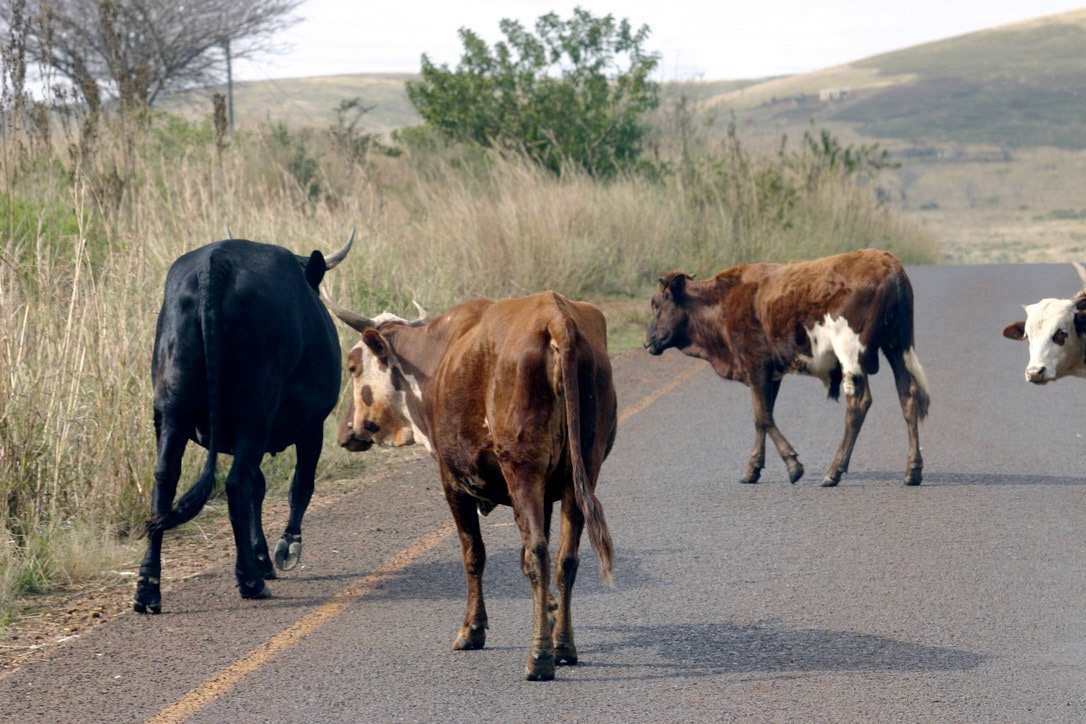 Cattle crossing near the school