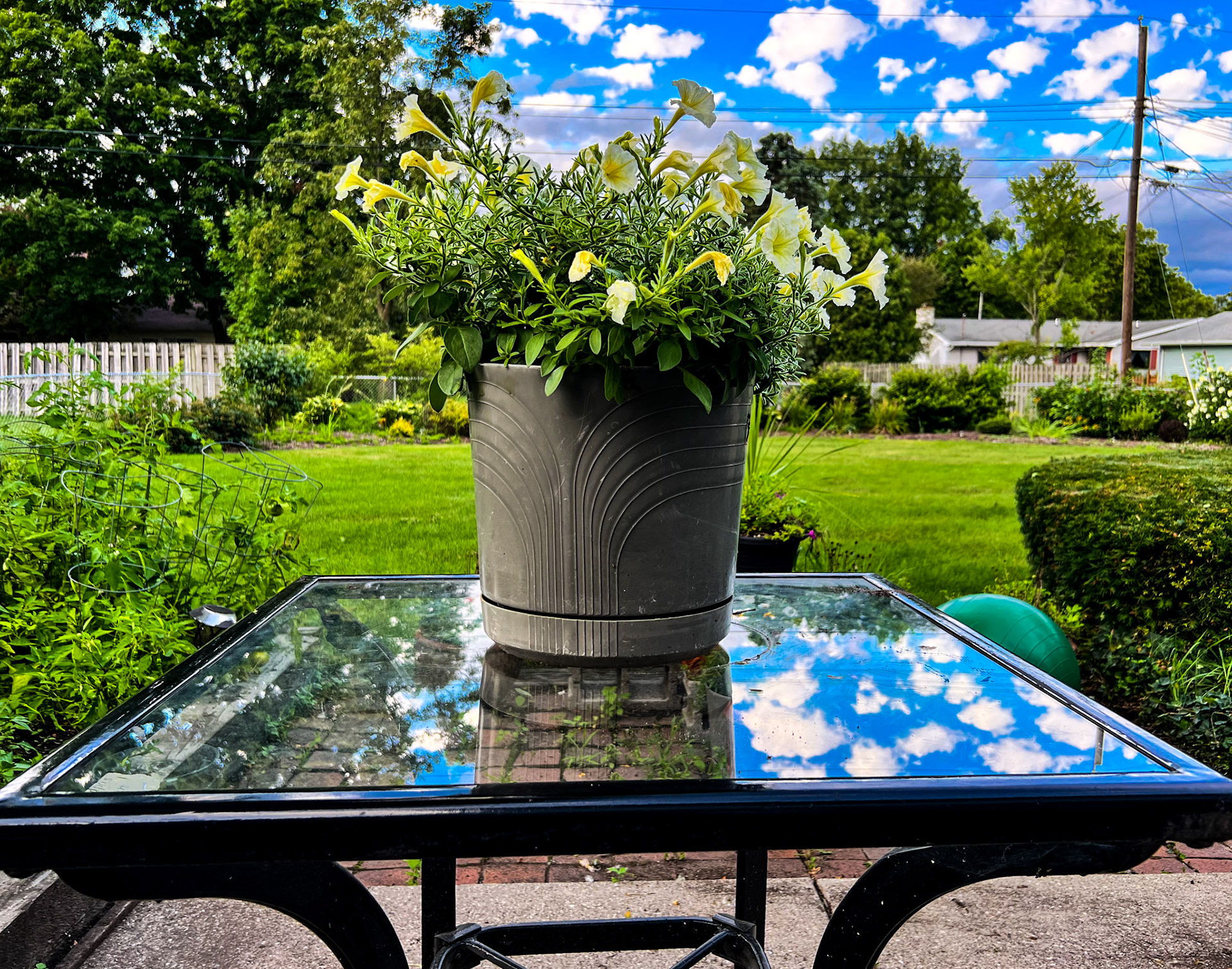Backyard beauty, Lansing, 