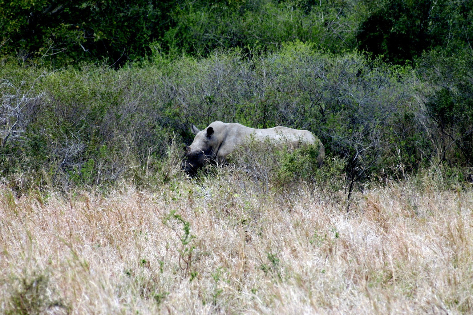 IMG_1797.JPG