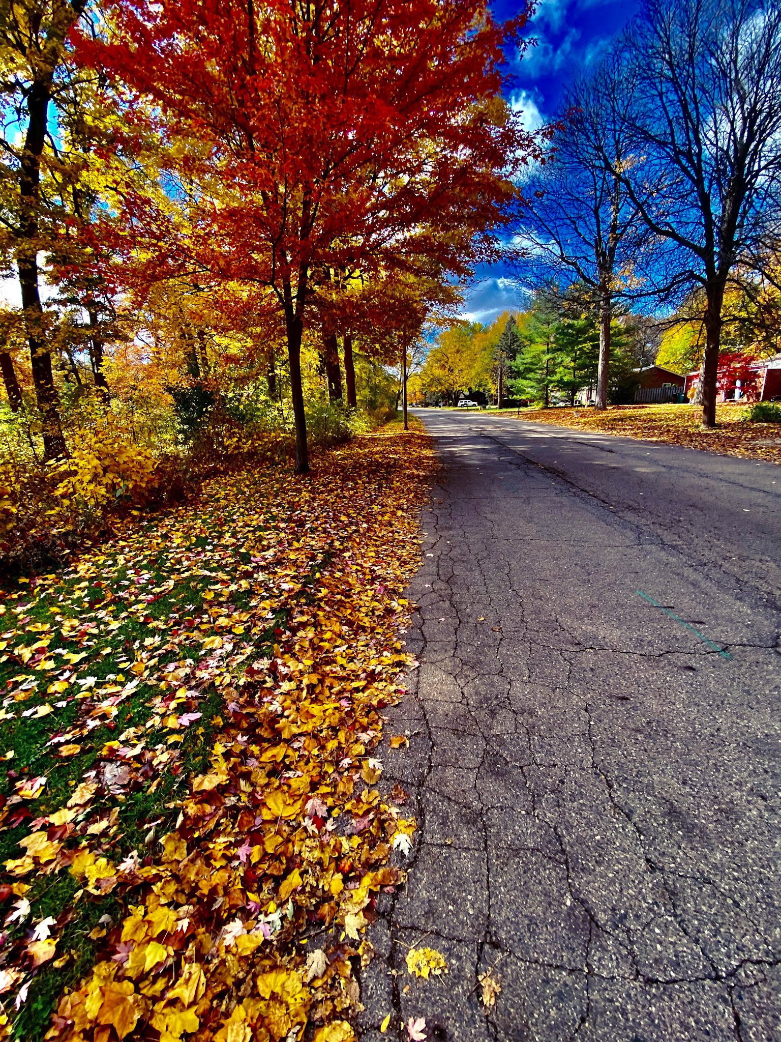Fall In Lansing, MI