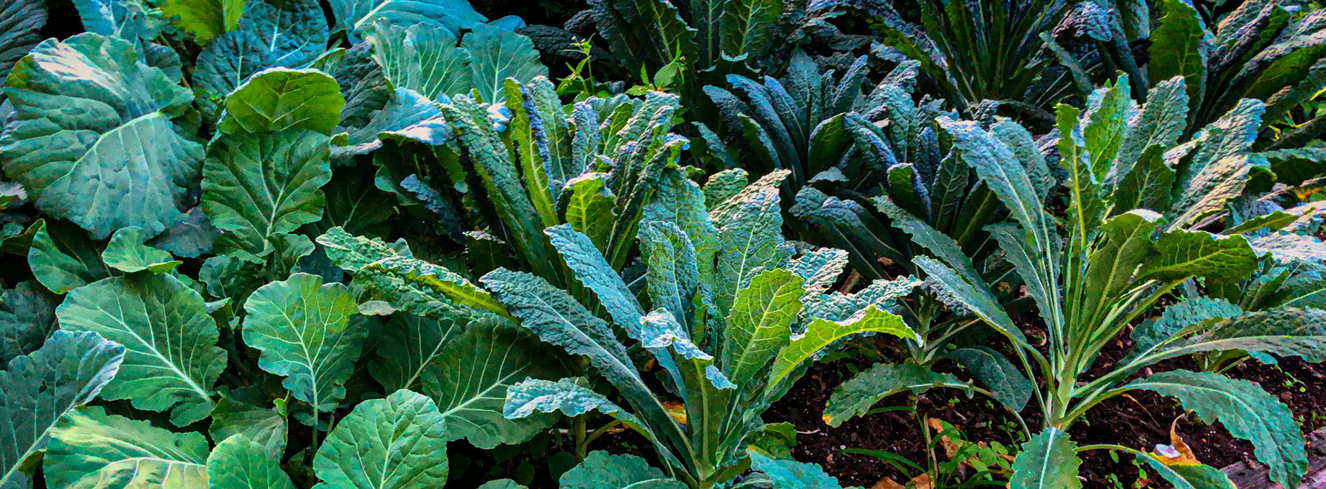 Collards & Kale, From My Garden, lansing, MI