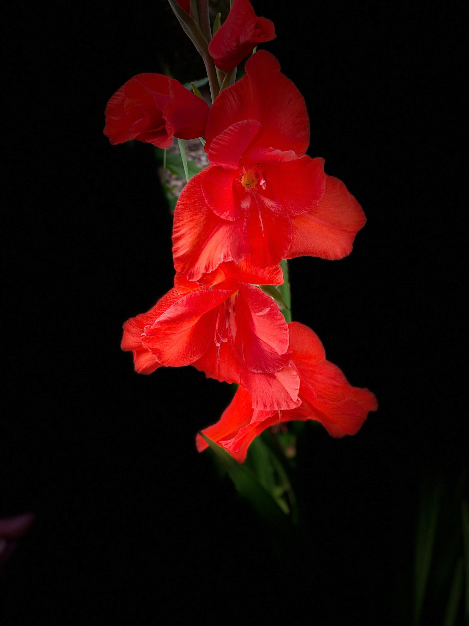 From the Flower Garden