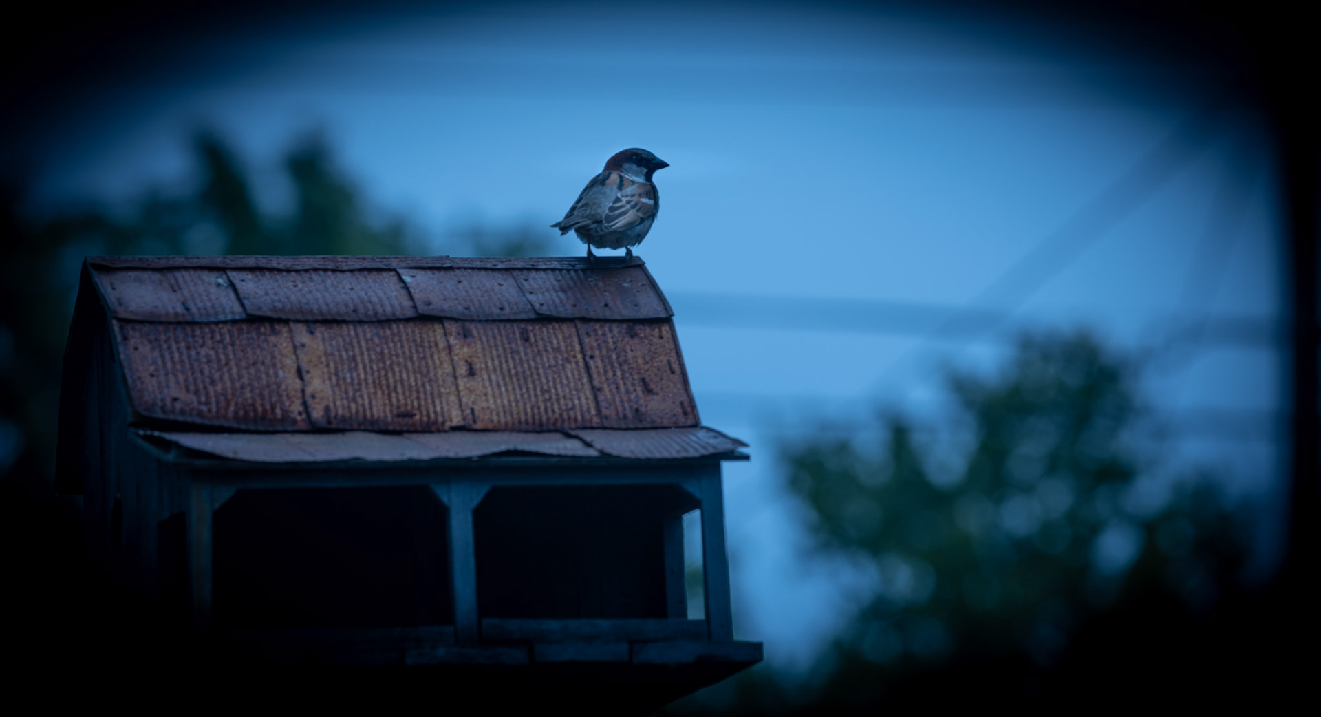 Eyes On The Sparrow, Lansing,Mi