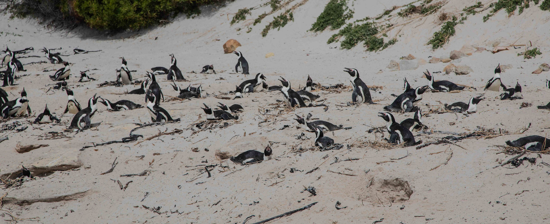 Cape of Good Hope, , South Africa