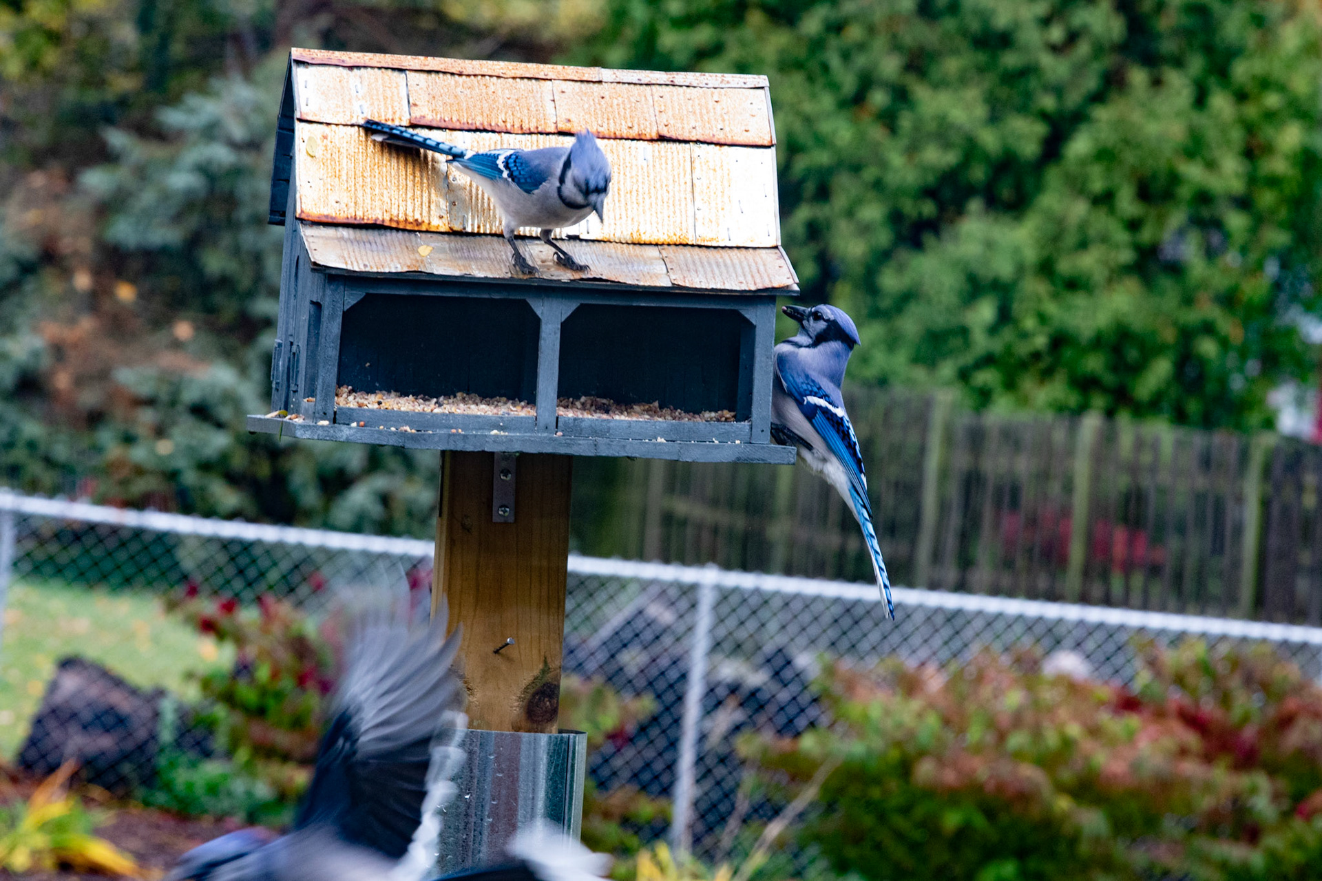 Visitors To New Birdhouse in The Backyard