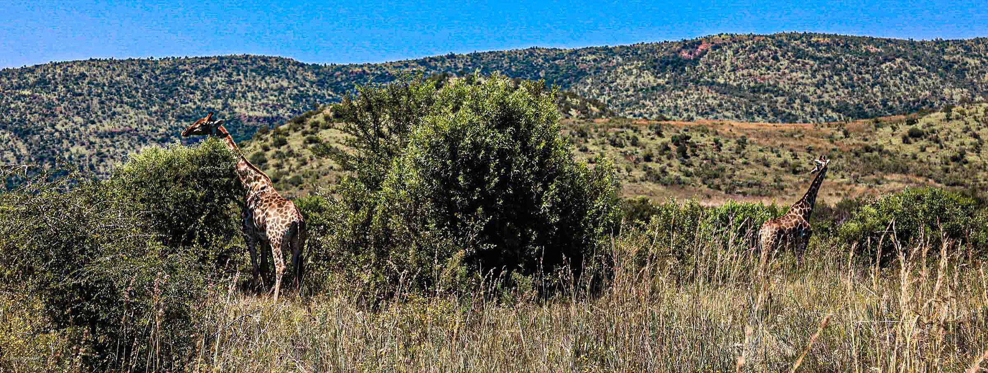 South Africa