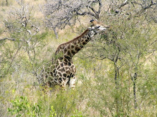 IMG_0056.JPG