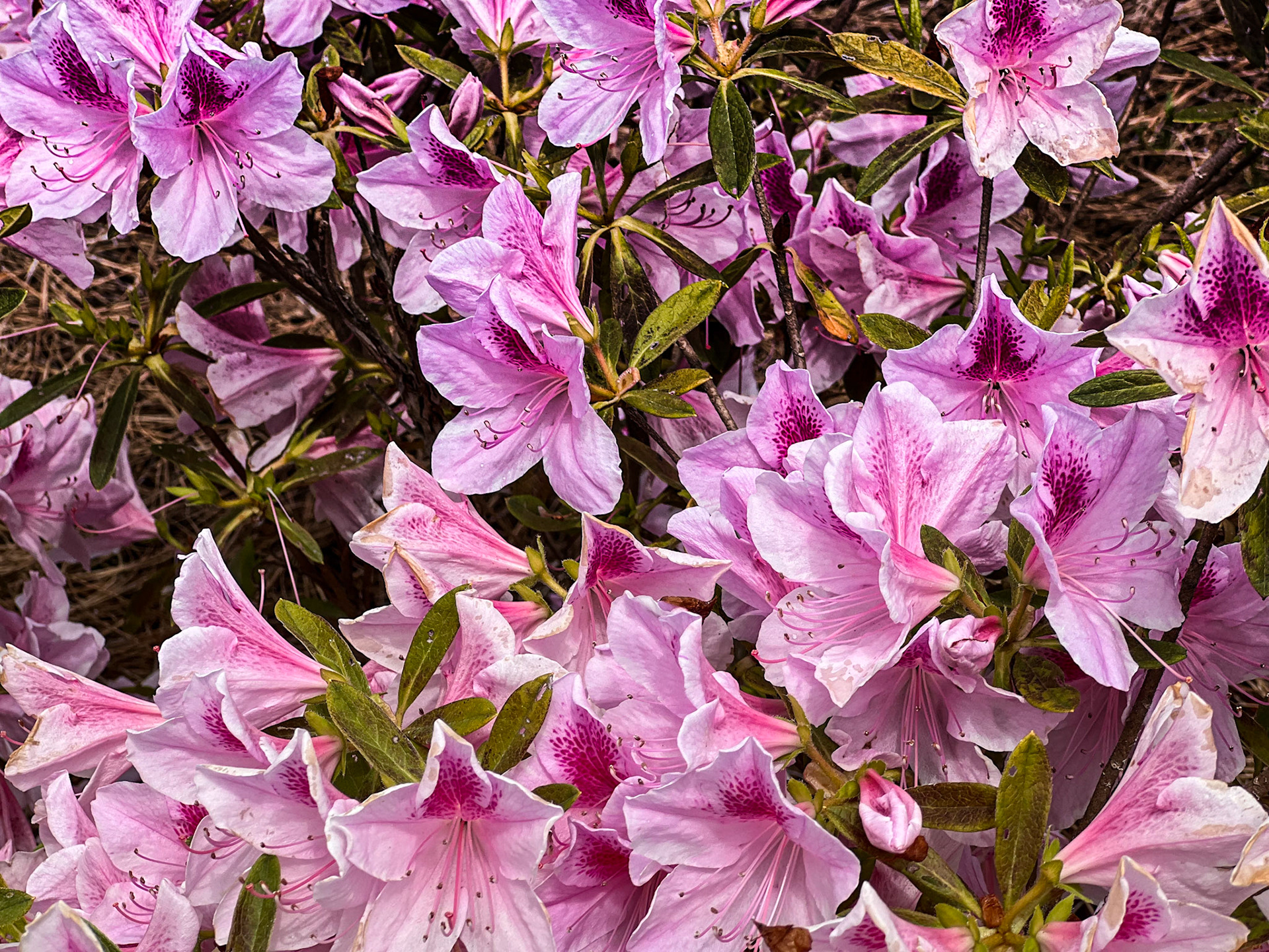 Spring Beauty, Montevallo, AL