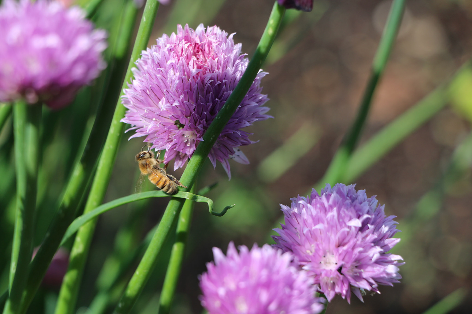 Honeybee on garlic blooms.