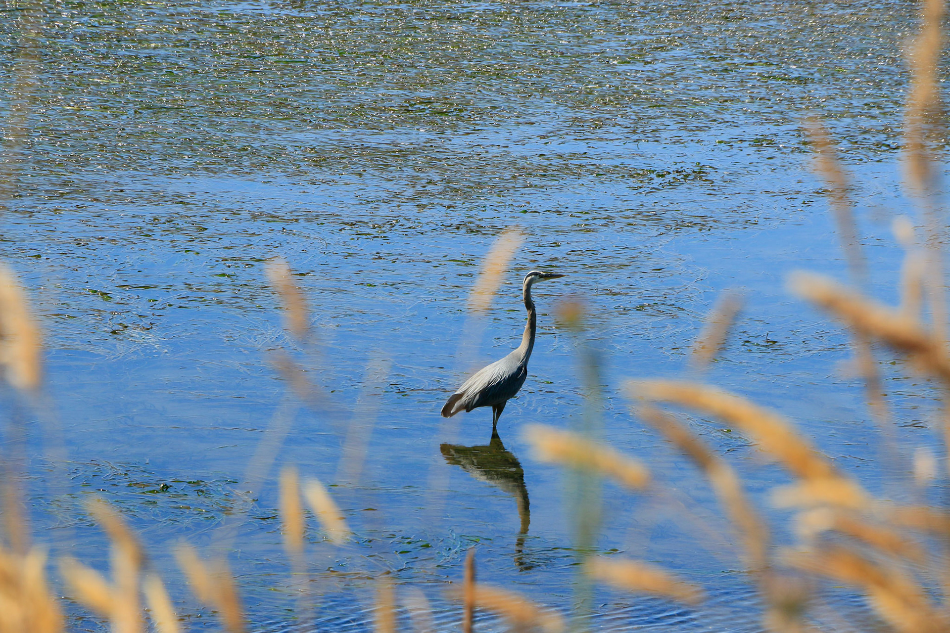 Blue heron