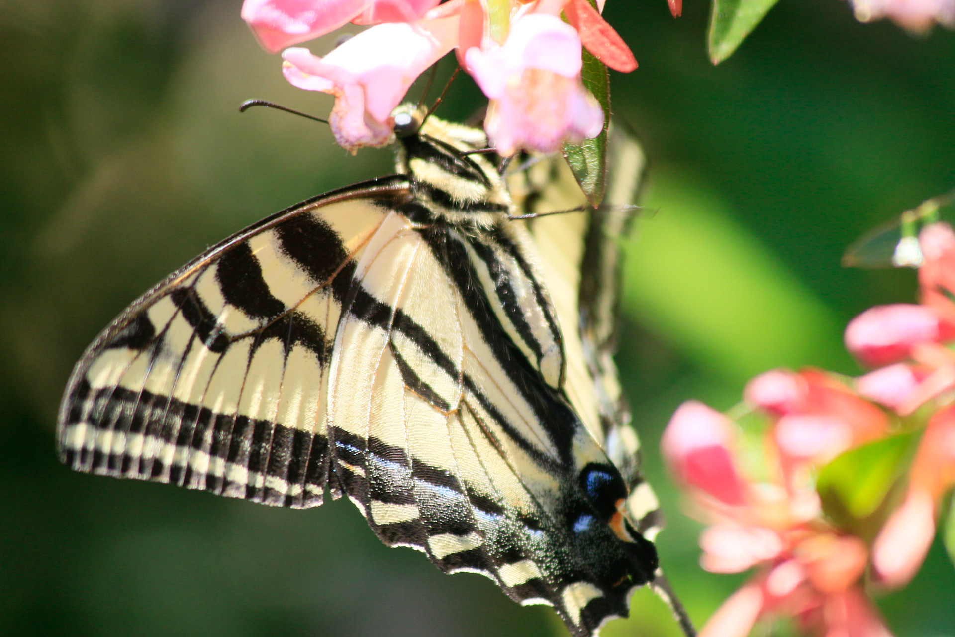 Oregon Swallowtail