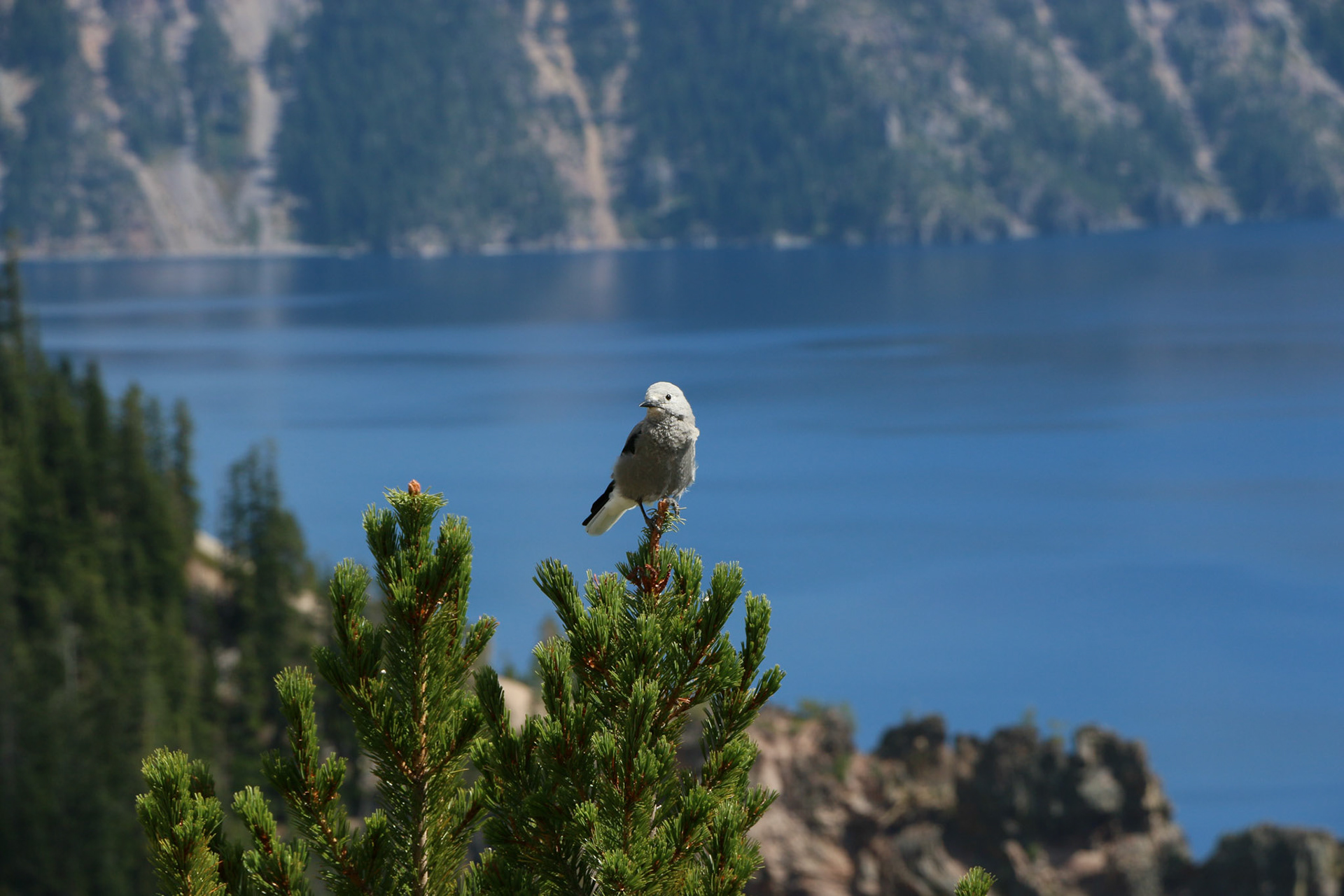 Clark's Nutcracker at Crater Lake, Oregon.
